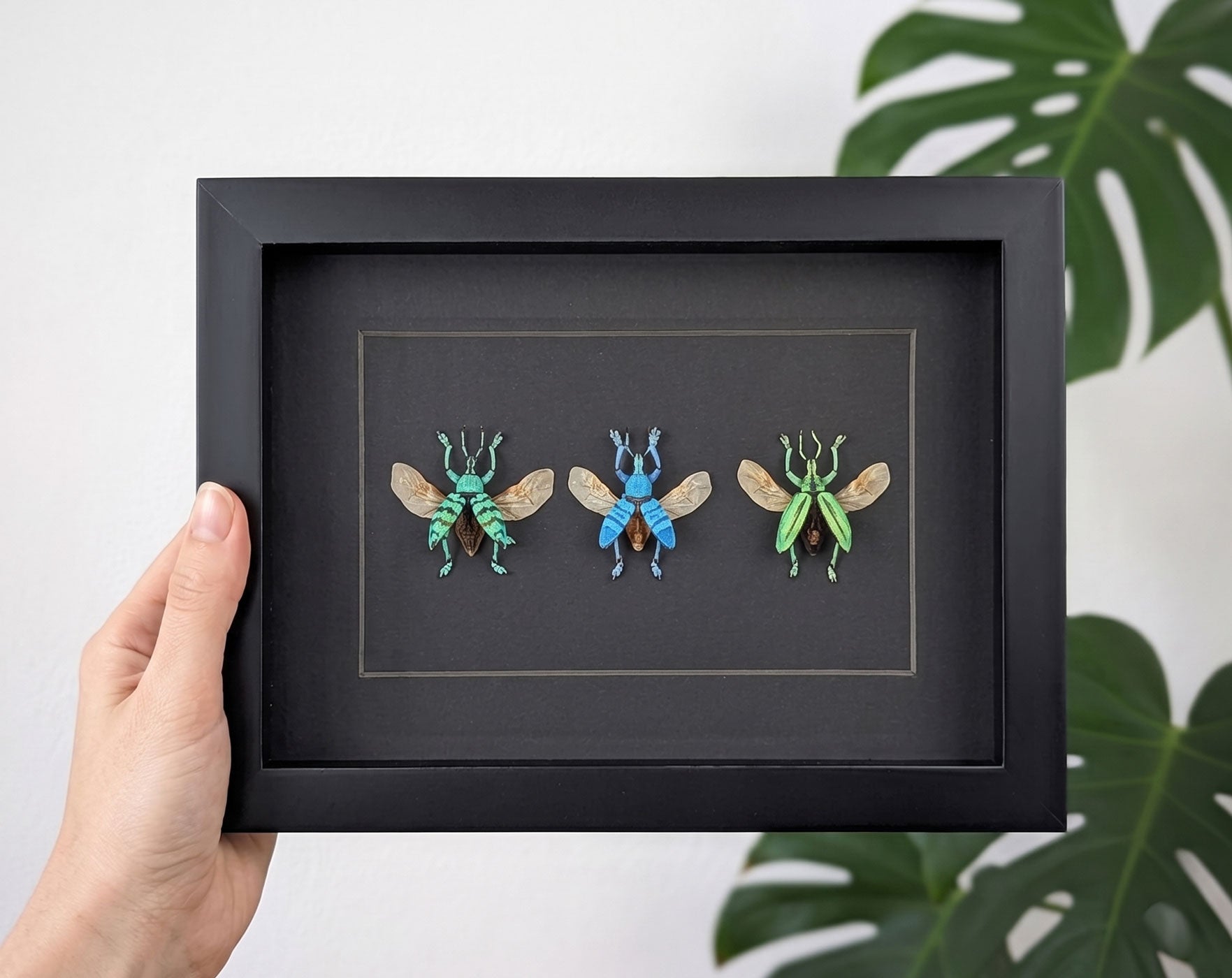 Eupholus TRIO, echte Käfer im Rahmen
