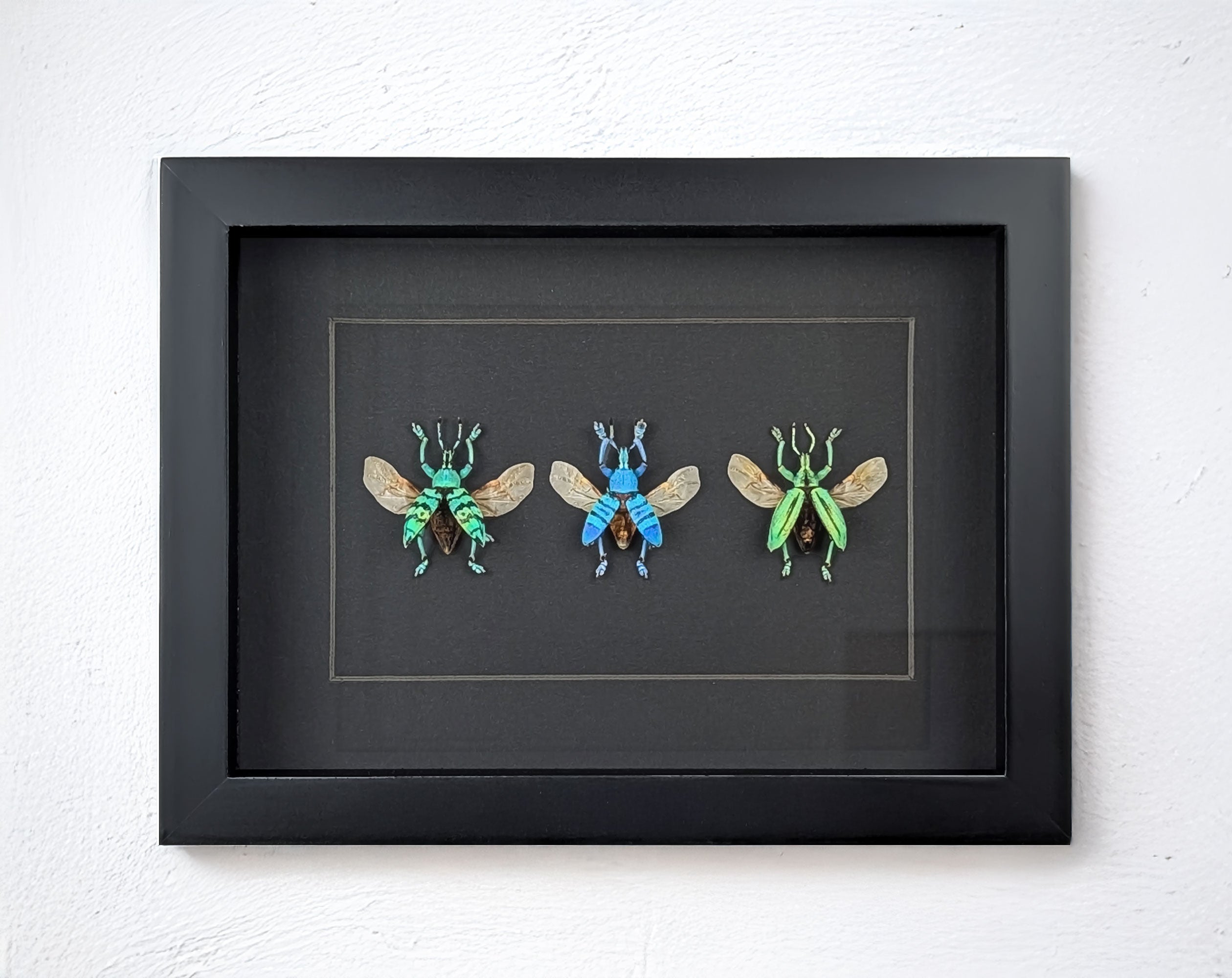 Eupholus TRIO, echte Käfer im Rahmen