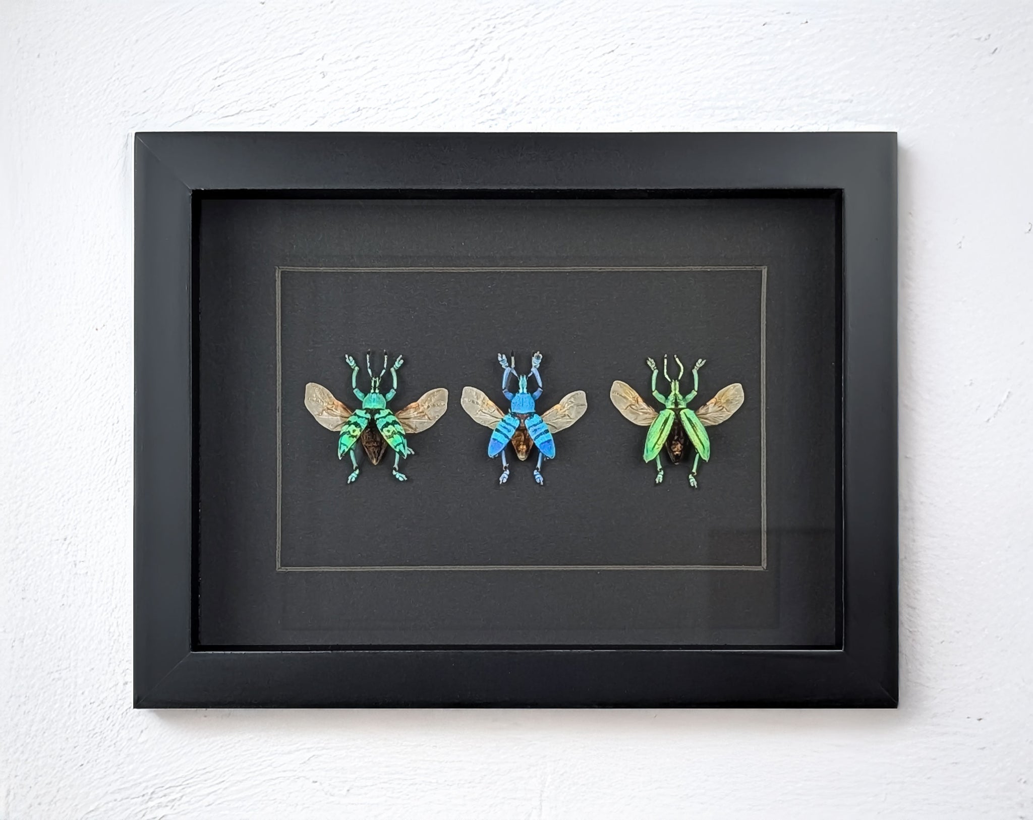 Eupholus TRIO, echte Käfer im Rahmen