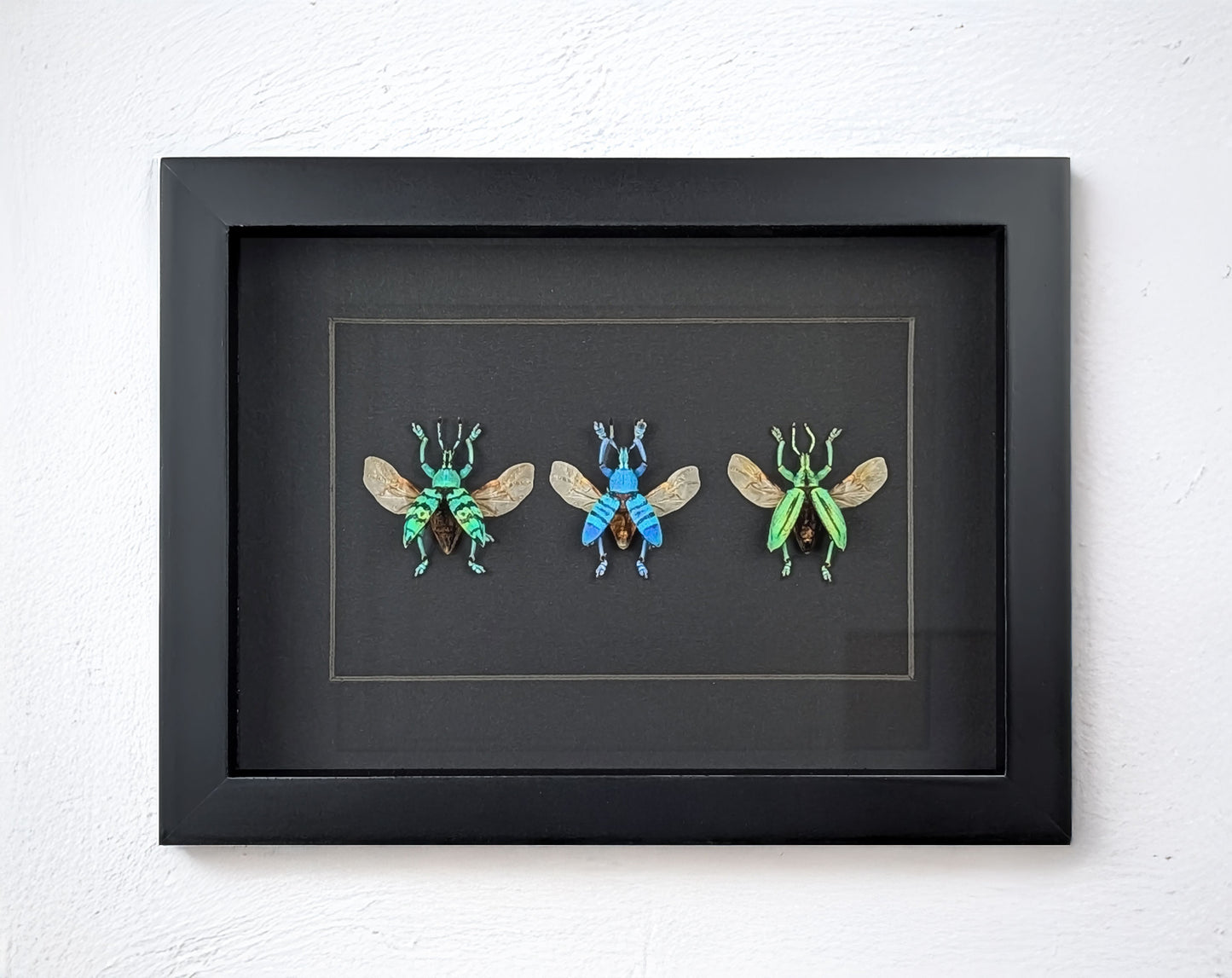 Eupholus TRIO, echte Käfer im Rahmen