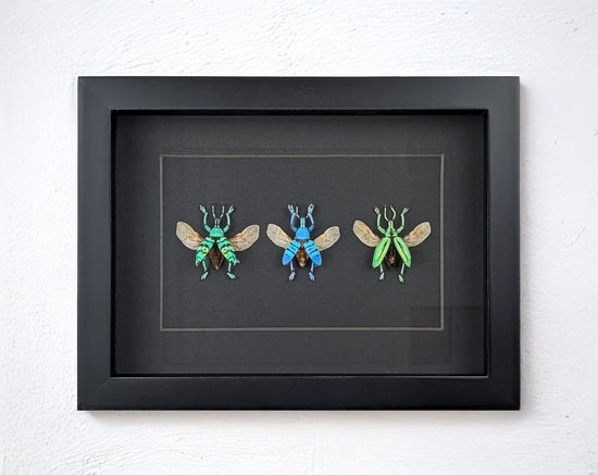 Eupholus TRIO, echte Käfer im Rahmen