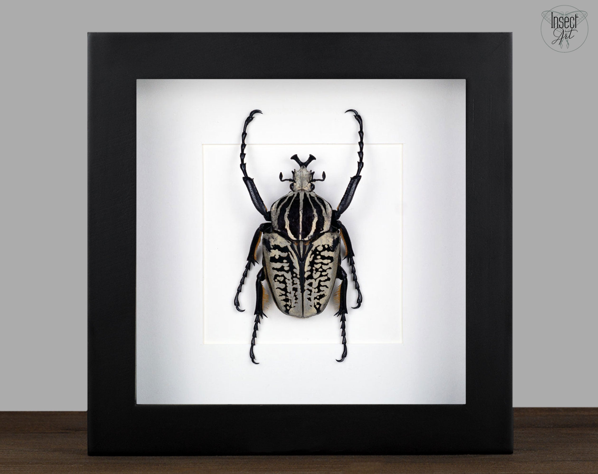 Goliathus albosignatus ♂  Käfer InsectArt
