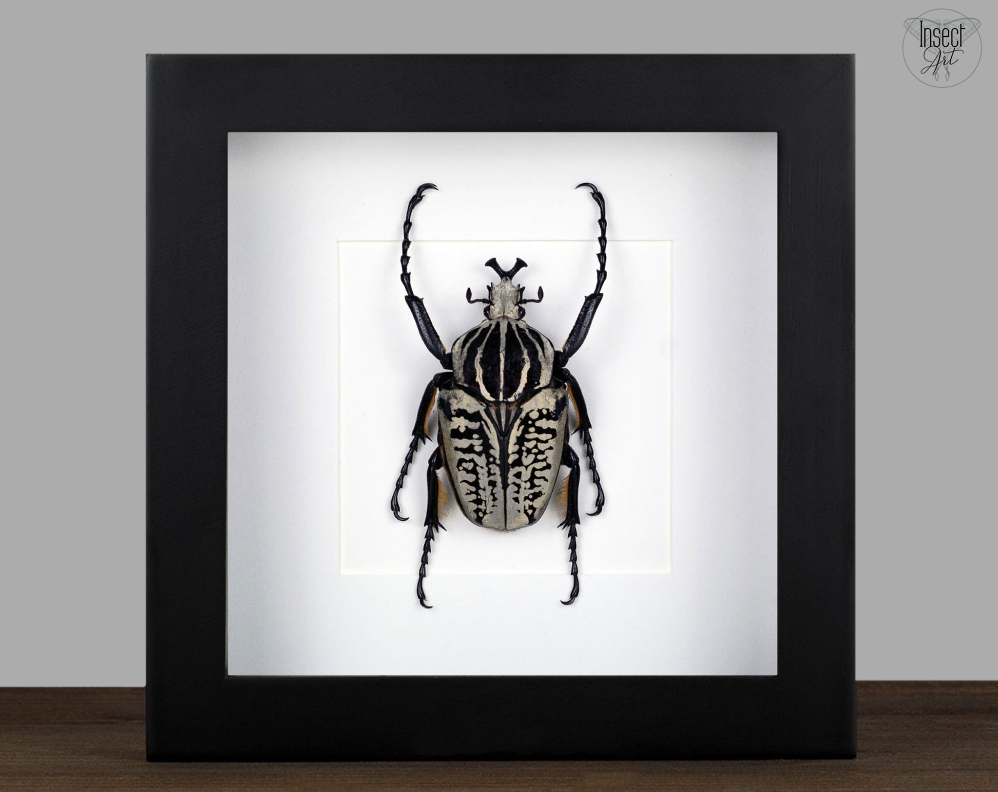 Goliathus albosignatus ♂  Käfer InsectArt