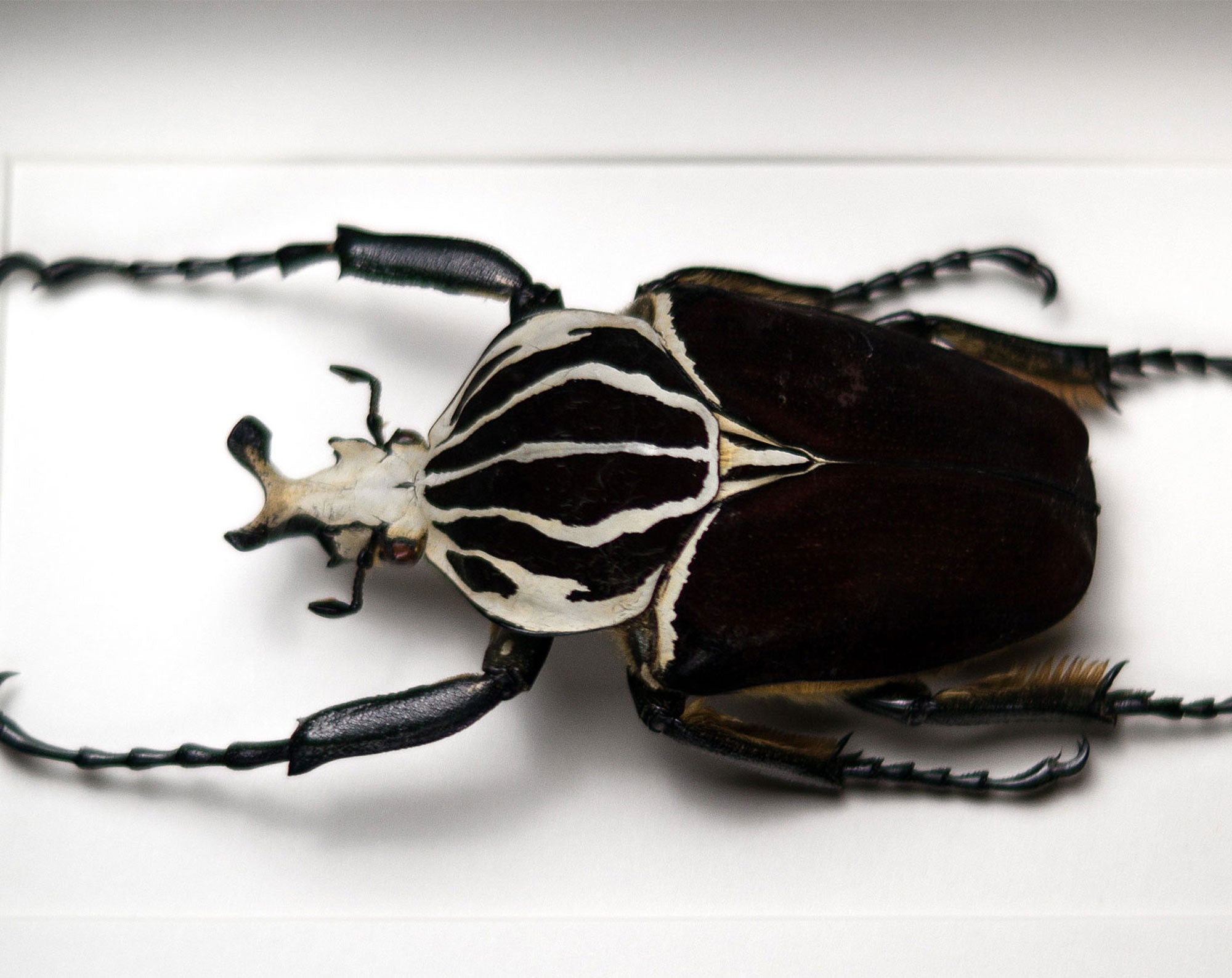 Goliathus goliatus ♂  Käfer InsectArt