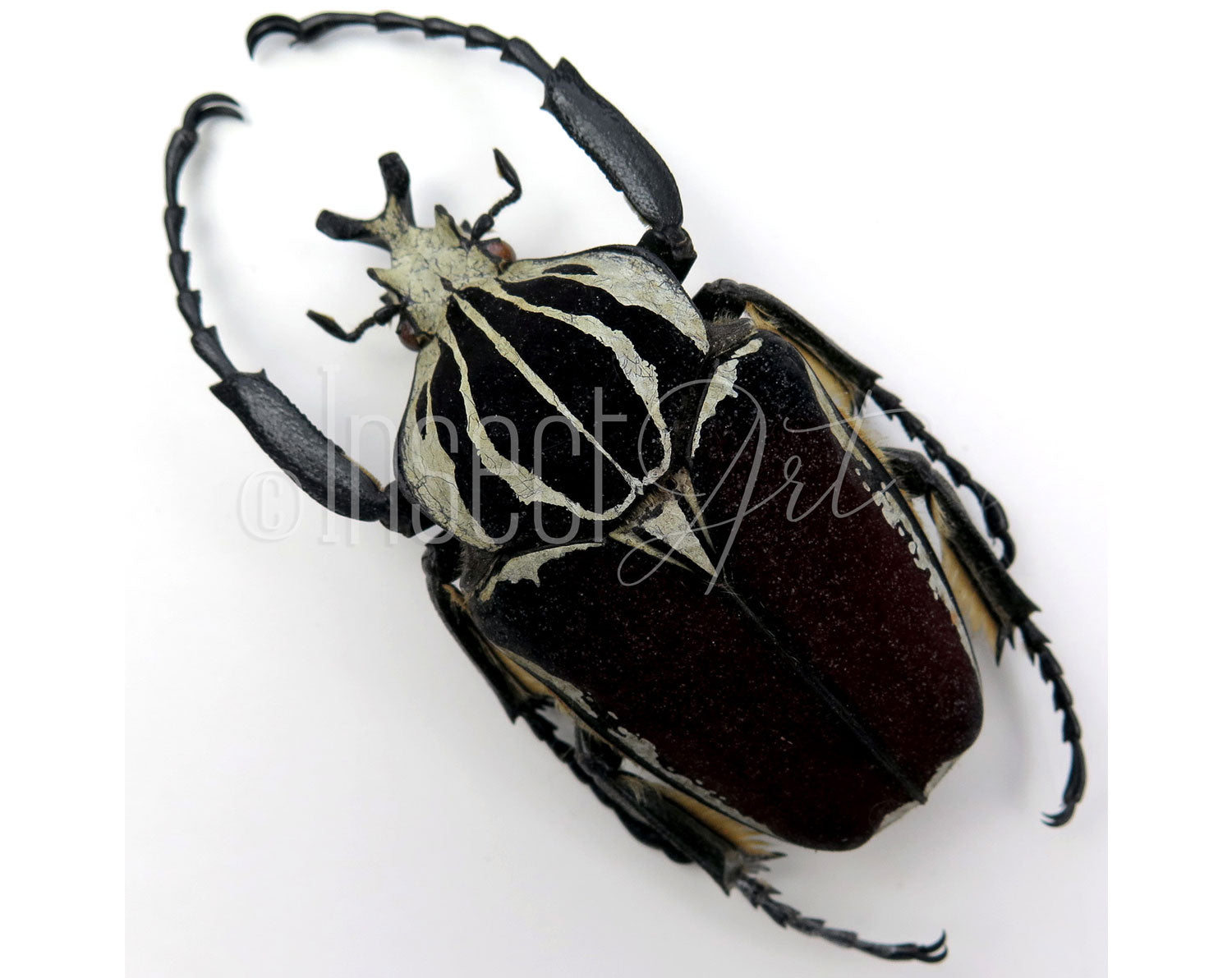 Goliathus goliatus ♂  Käfer InsectArt