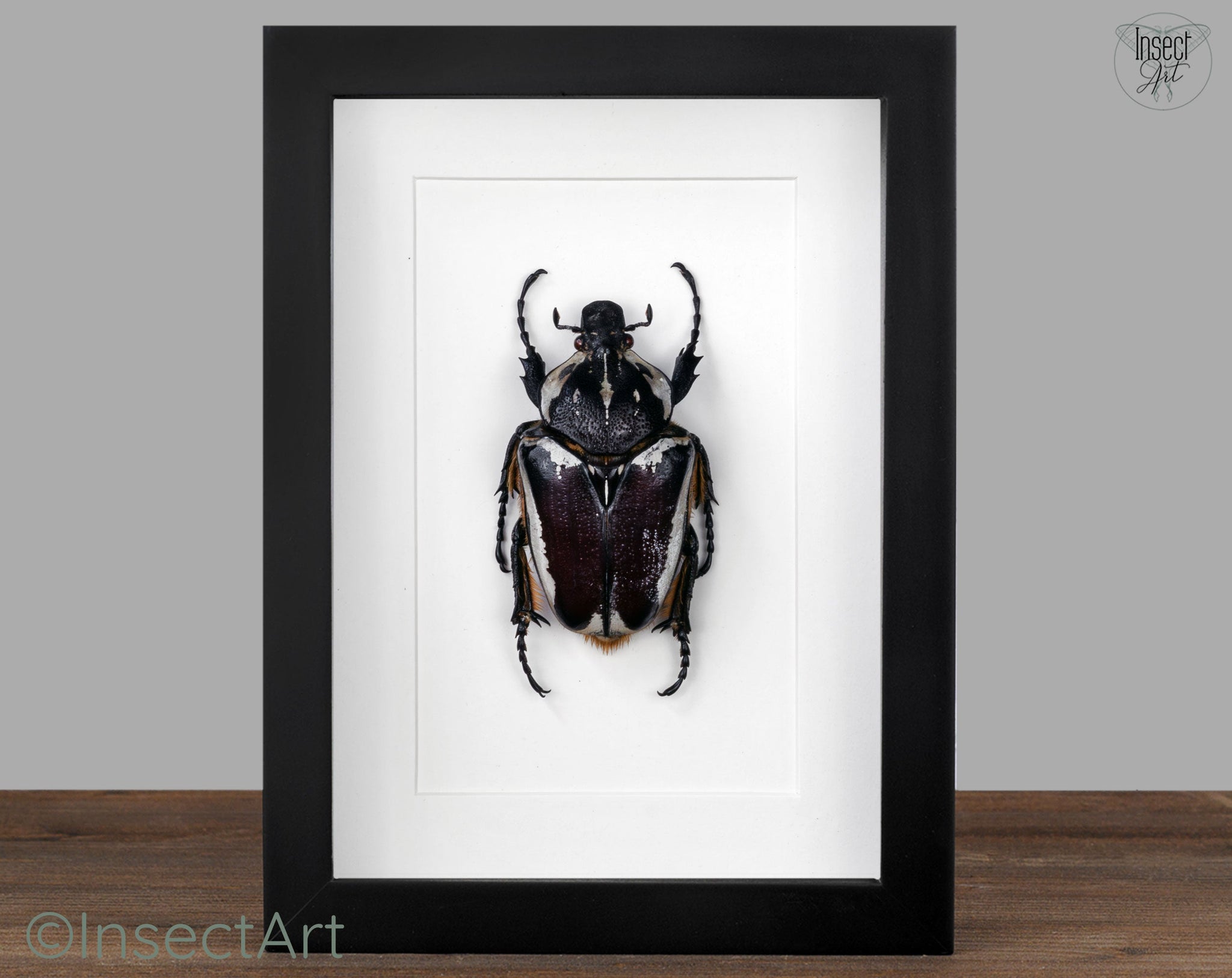 Goliathus goliatus ♀  Käfer InsectArt