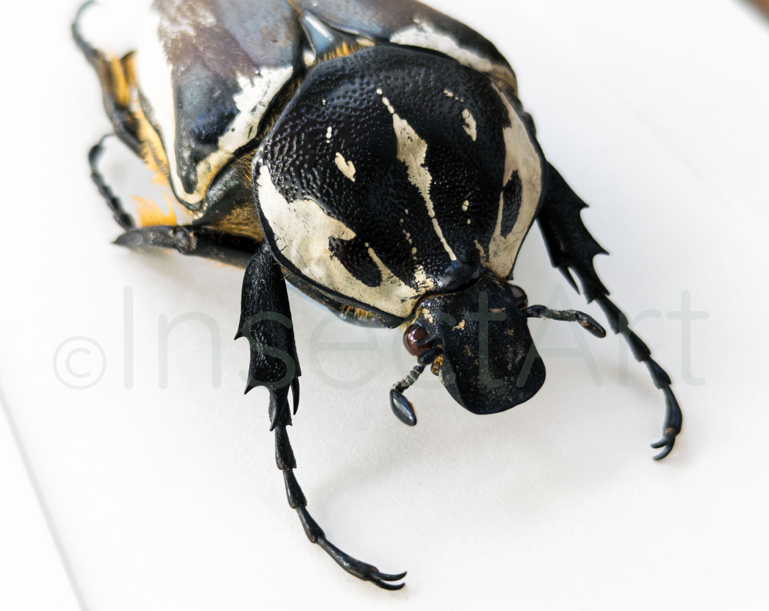 Goliathus goliatus ♀  Käfer InsectArt