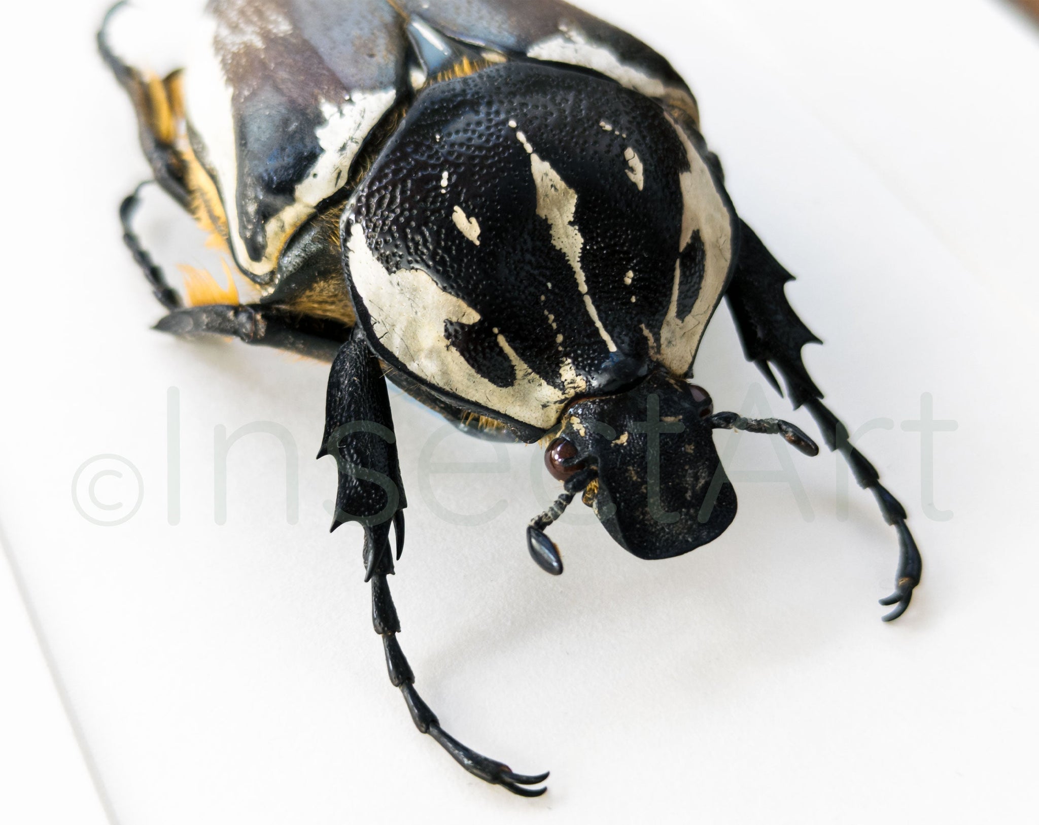 Goliathus goliatus ♀  Käfer InsectArt