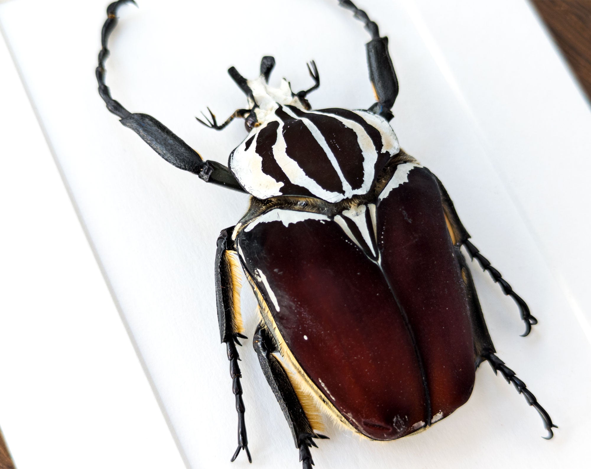 Goliathus goliatus ♂  Käfer InsectArt