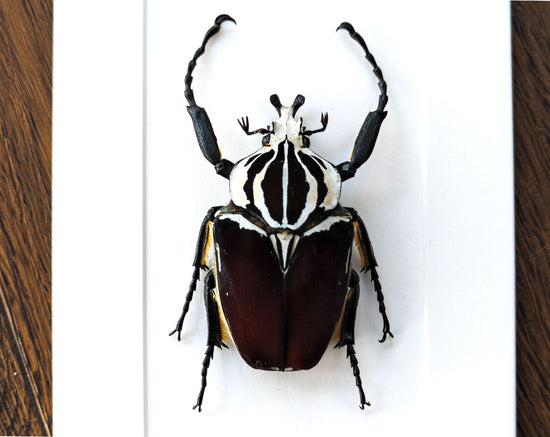 Goliathus goliatus ♂