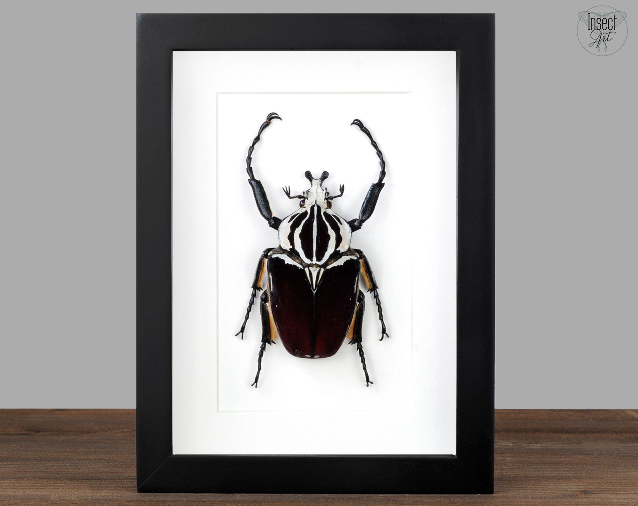 Goliathus goliatus ♂  Käfer InsectArt
