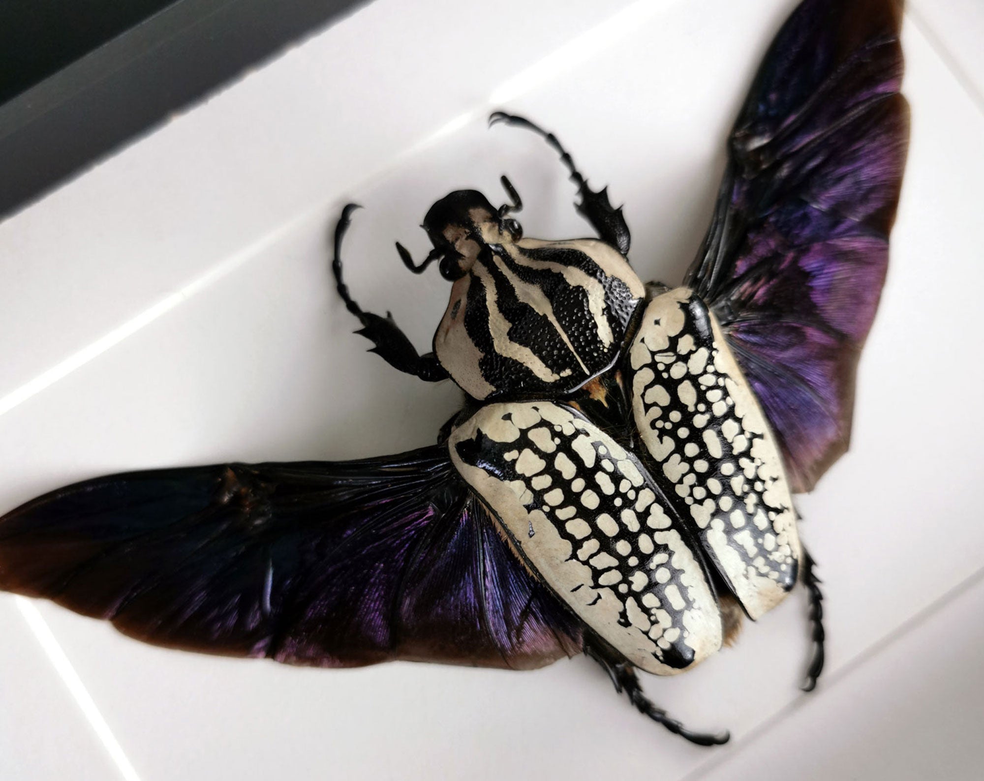 Goliathus orientalis ♀  Käfer InsectArt
