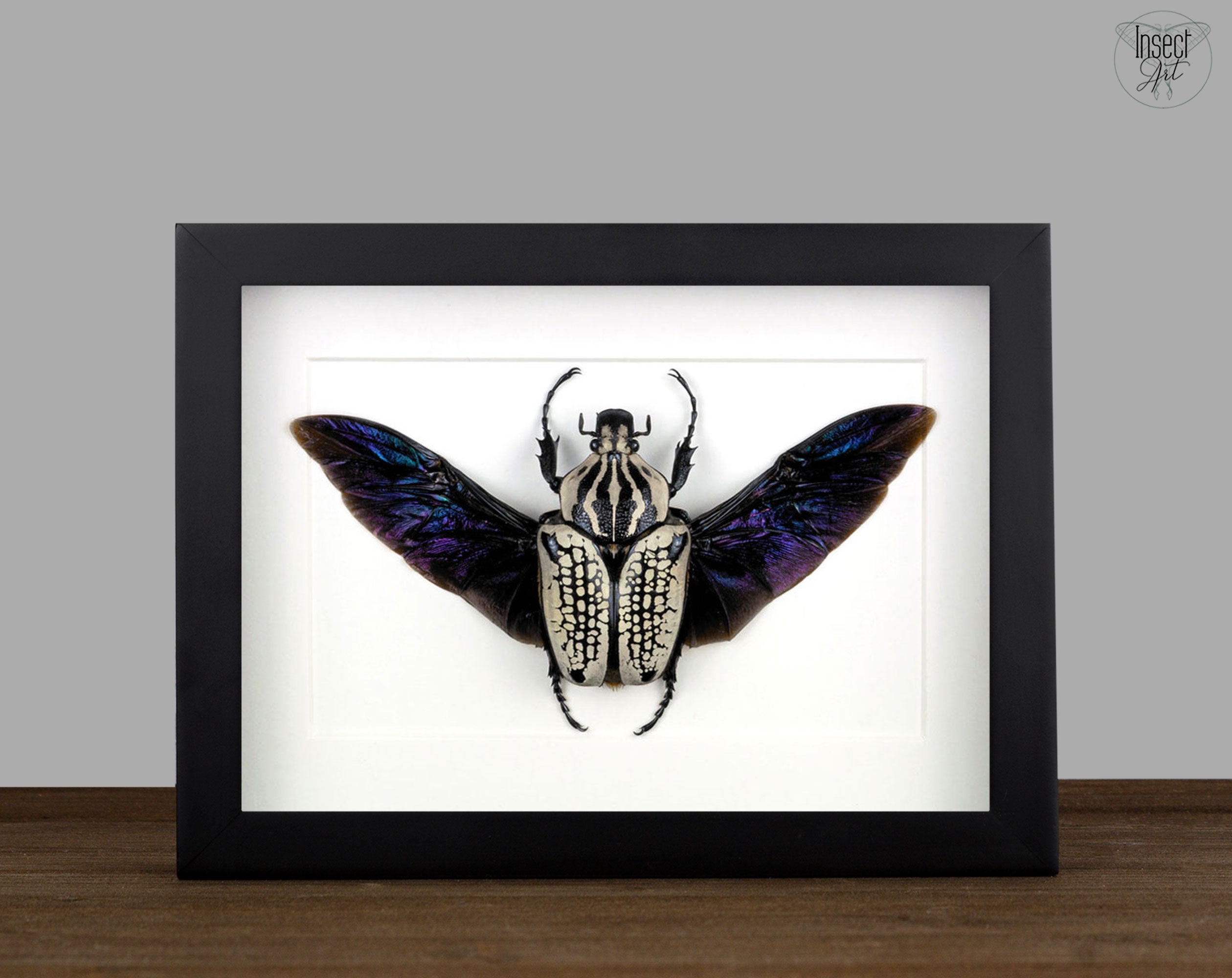 Goliathus orientalis ♀  Käfer InsectArt