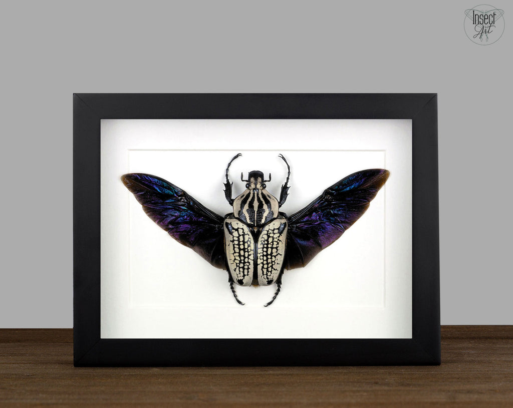 Echter präparierter Käfer im Rahmen, Goliathus orientalis Weibchen