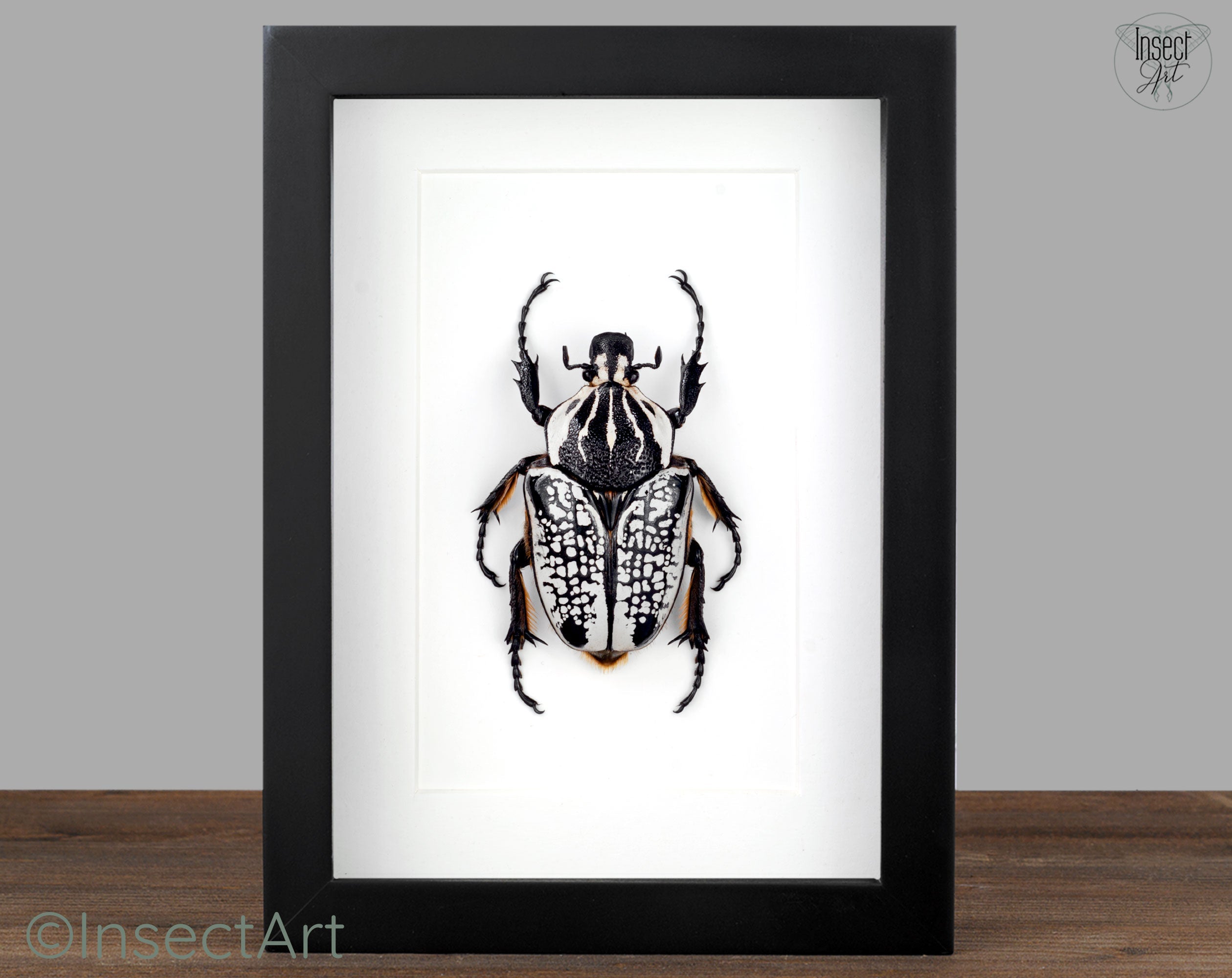 Goliathus orientalis ♂  Käfer InsectArt