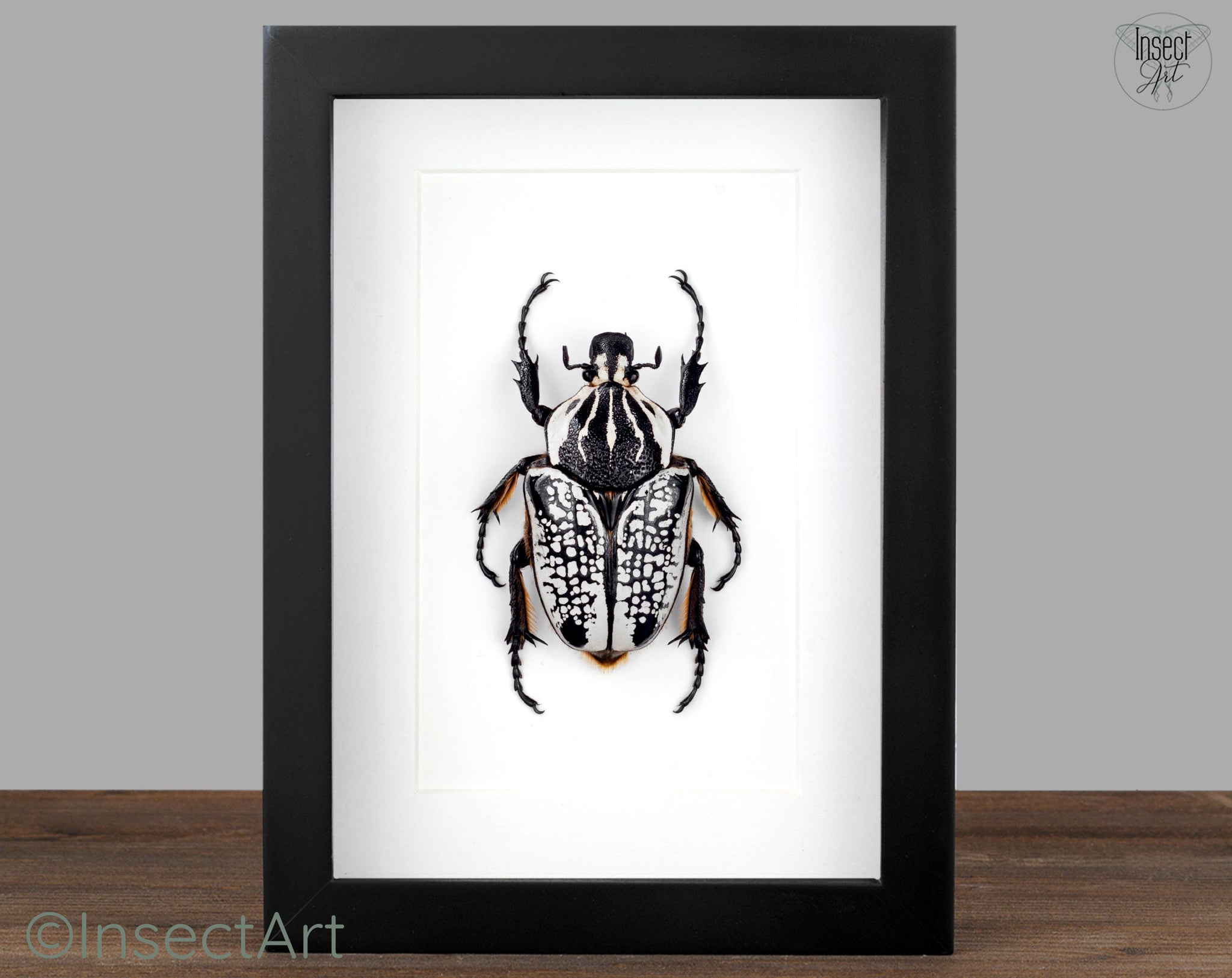Goliathus orientalis ♂  Käfer InsectArt