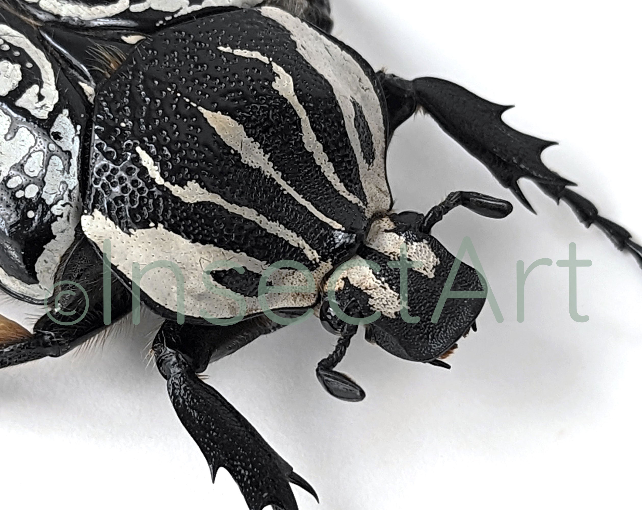 Goliathus orientalis ♂  Käfer InsectArt