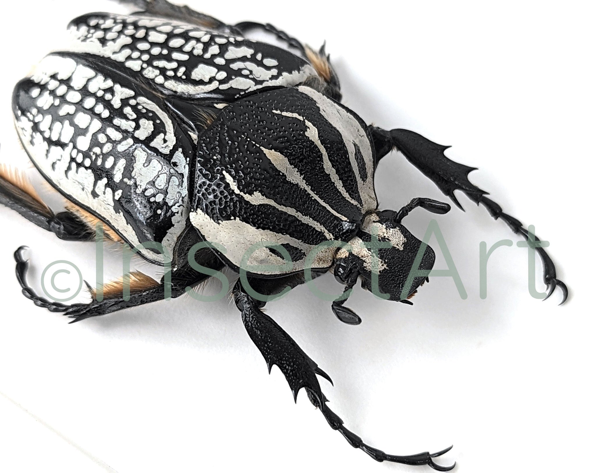 Goliathus orientalis ♂  Käfer InsectArt