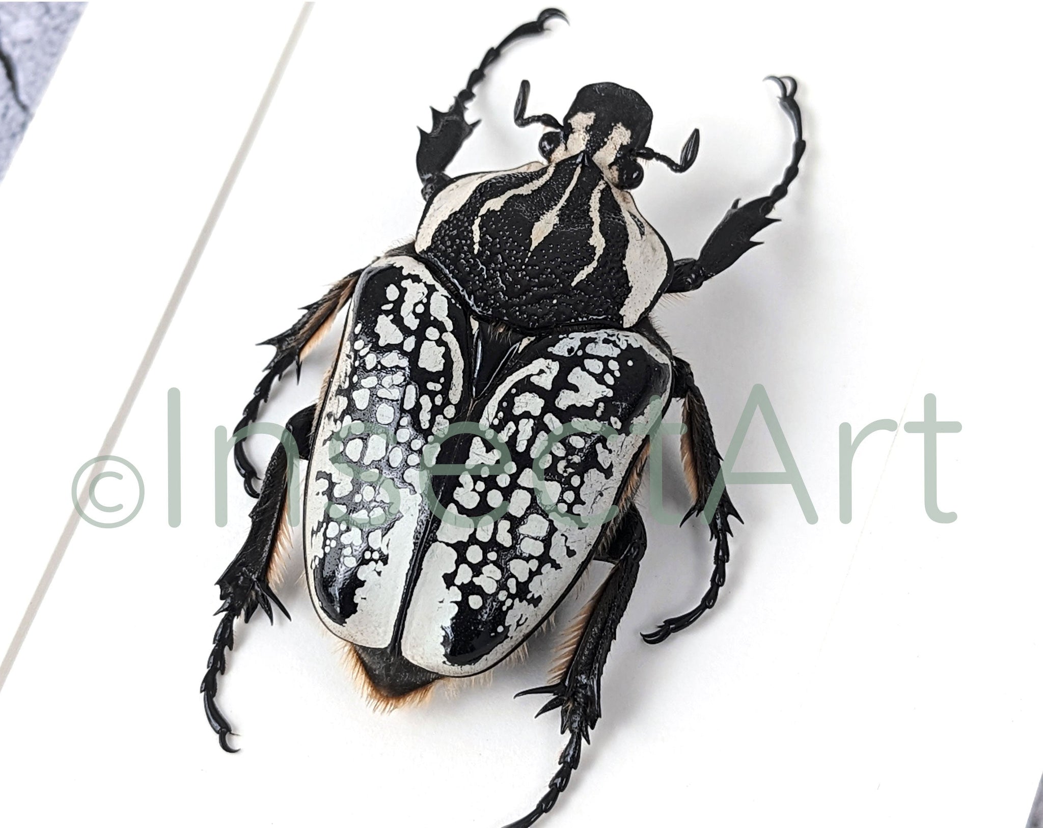 Goliathus orientalis ♂  Käfer InsectArt