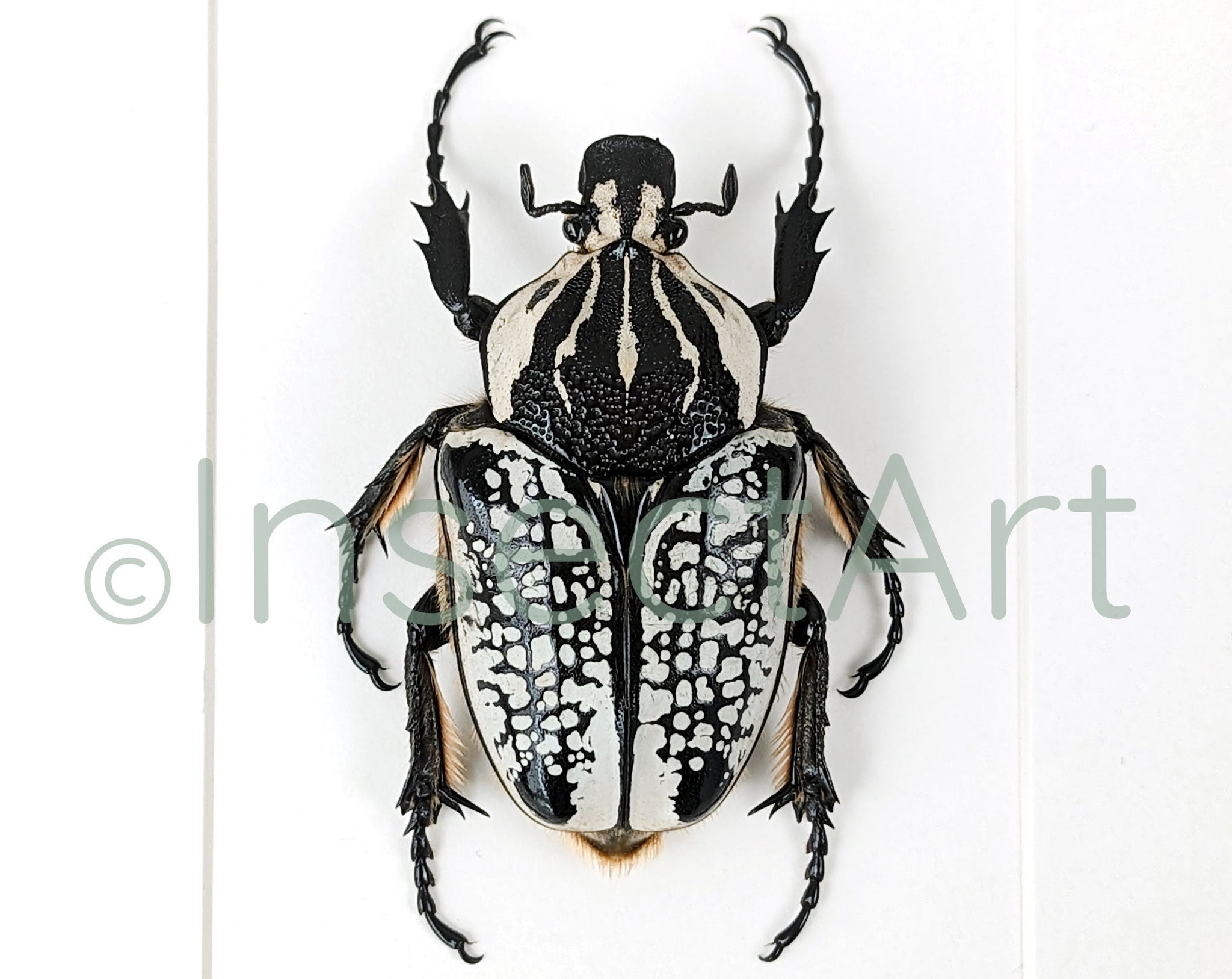 Goliathus orientalis ♂  Käfer InsectArt