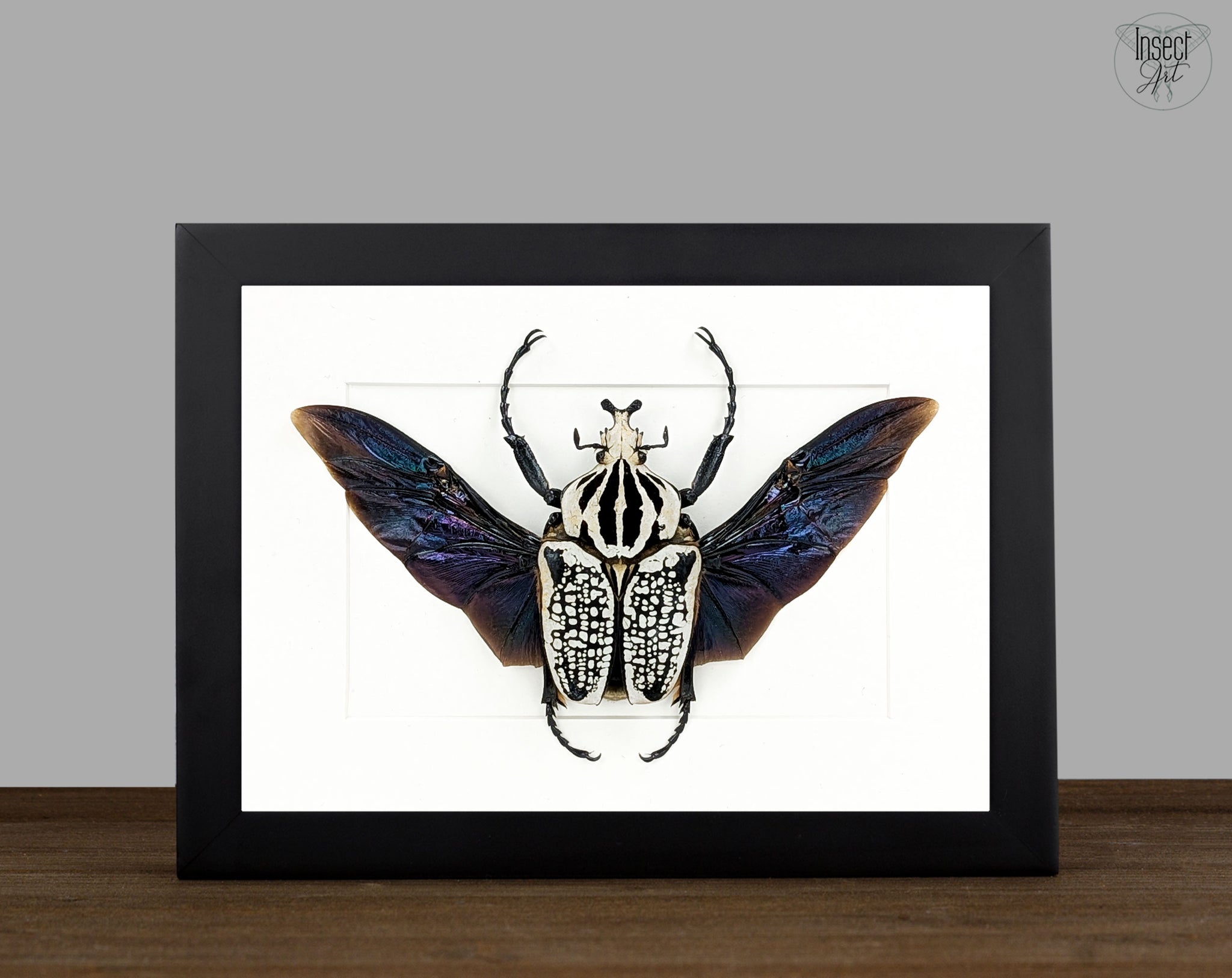 Goliathus orientalis ♂ | echter gerahmter Käfer in Flugpose