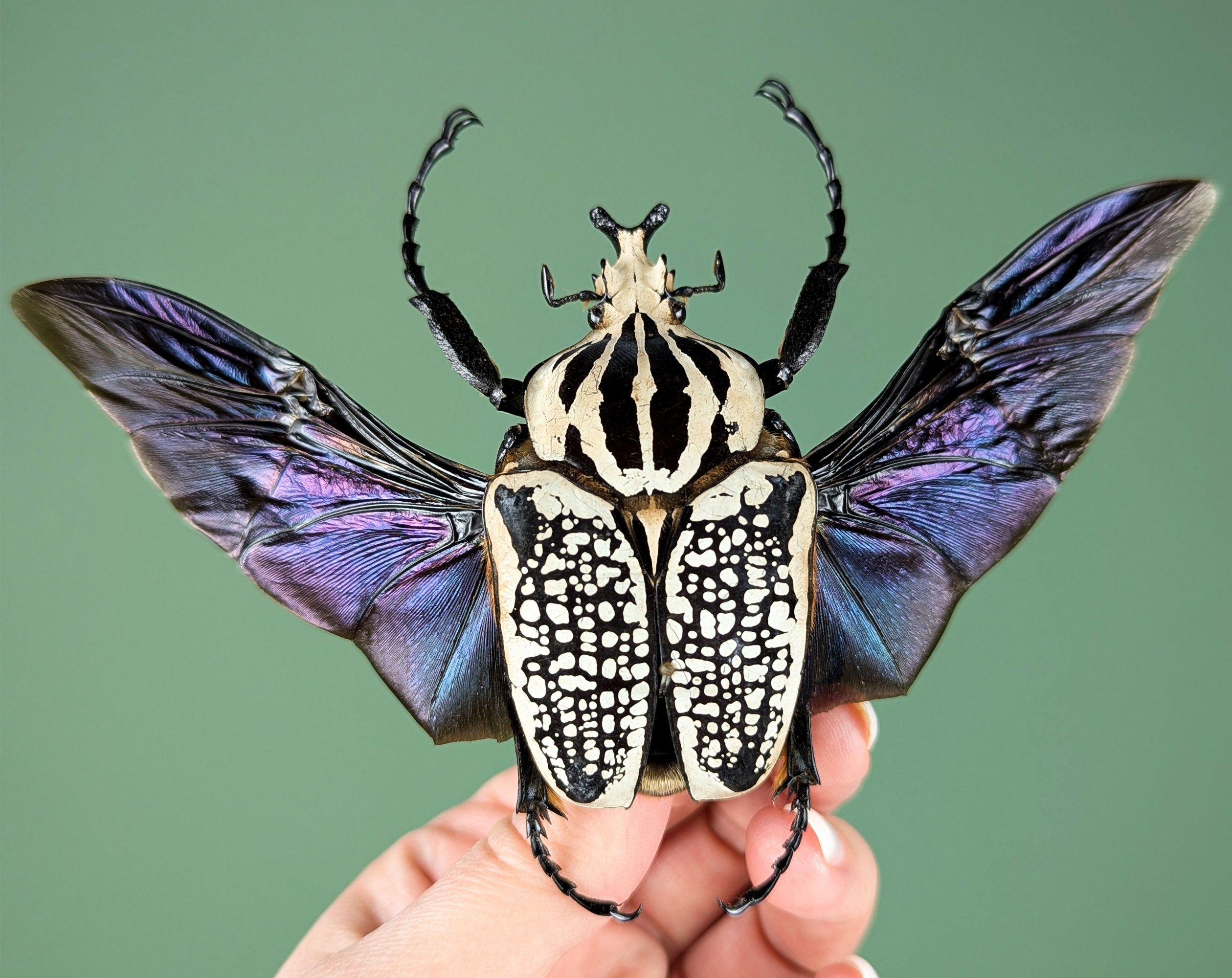 Goliathus orientalis ♂ | echter gerahmter Käfer in Flugpose