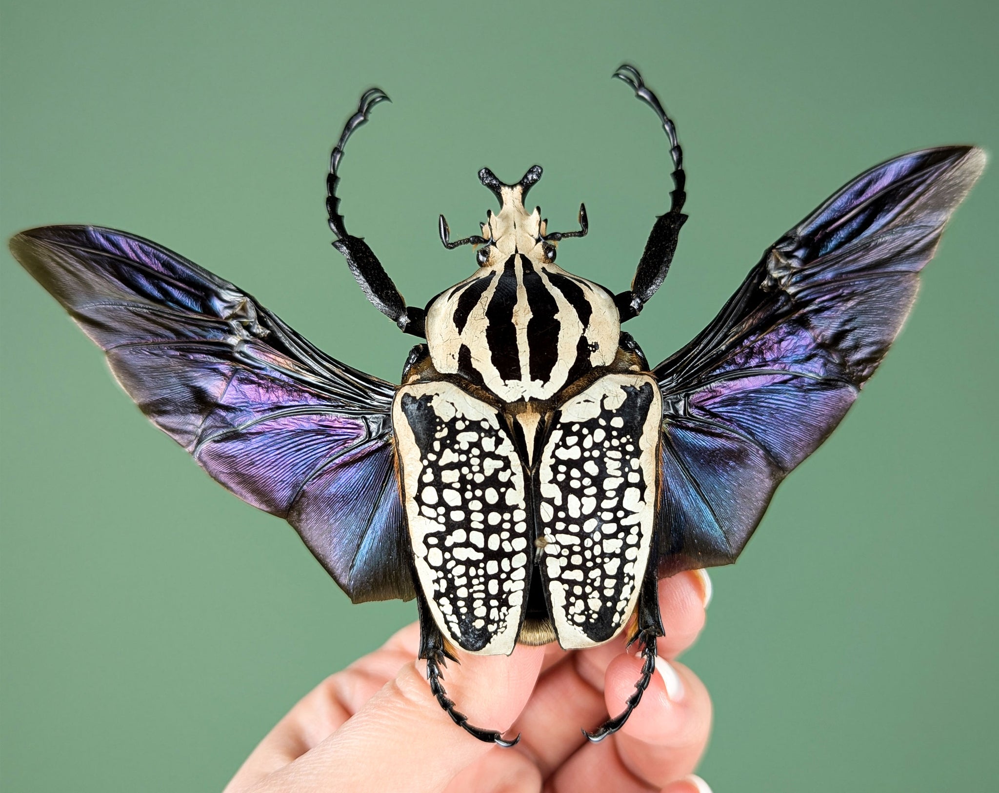 Goliathus orientalis ♂ | echter gerahmter Käfer in Flugpose