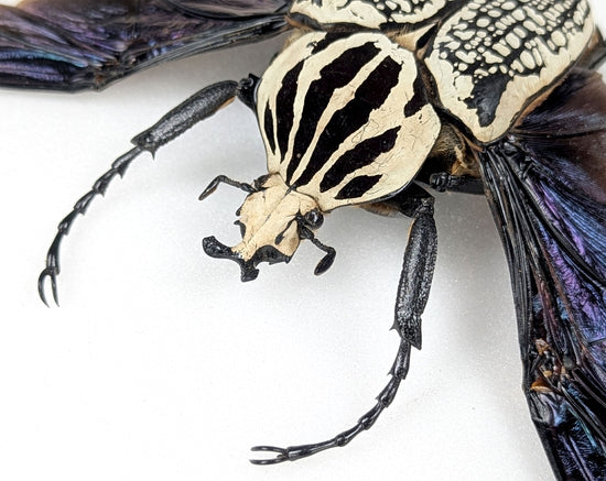 Goliathus orientalis ♂ | real framed beetle in flight pose