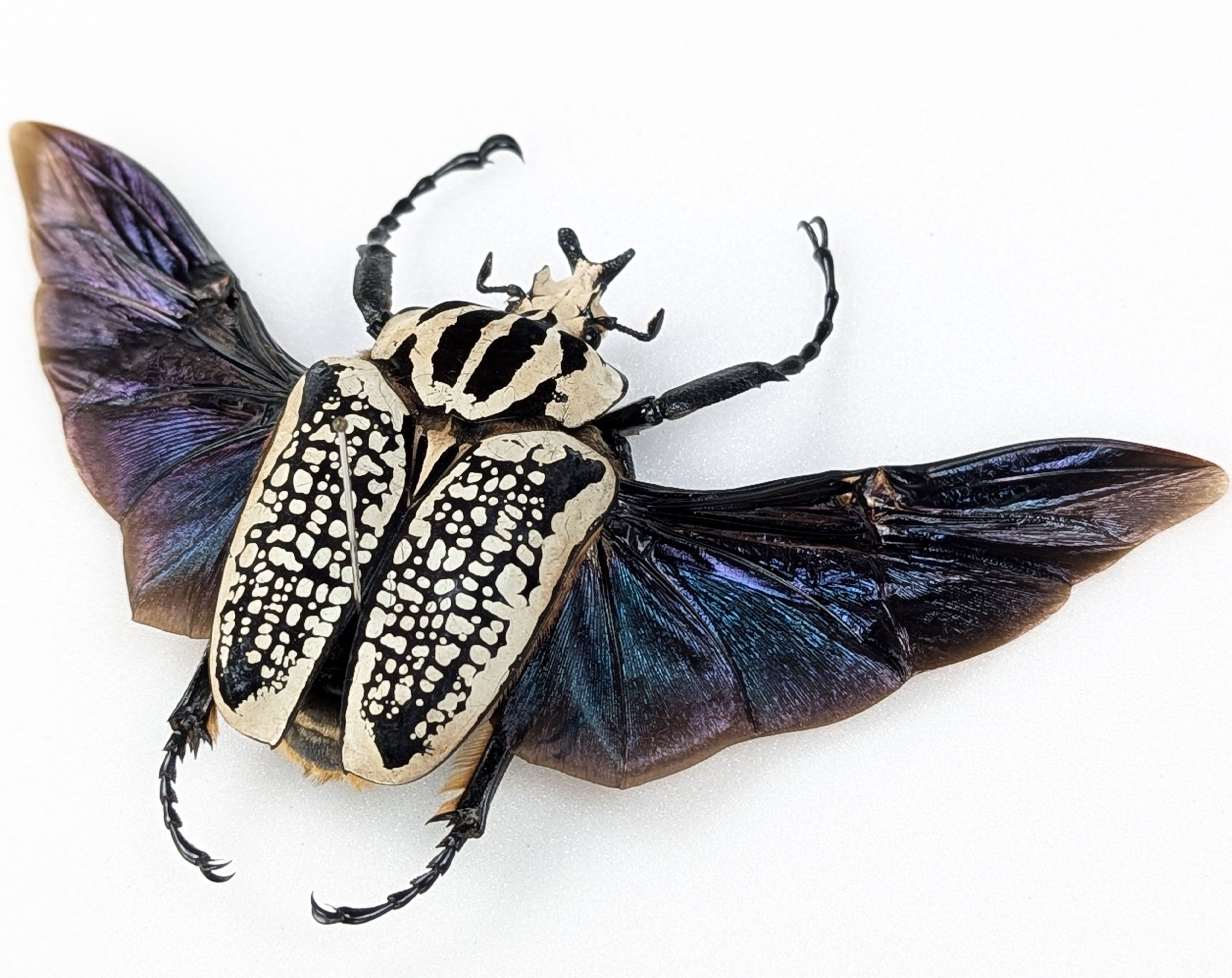 Goliathus orientalis ♂ | echter gerahmter Käfer in Flugpose