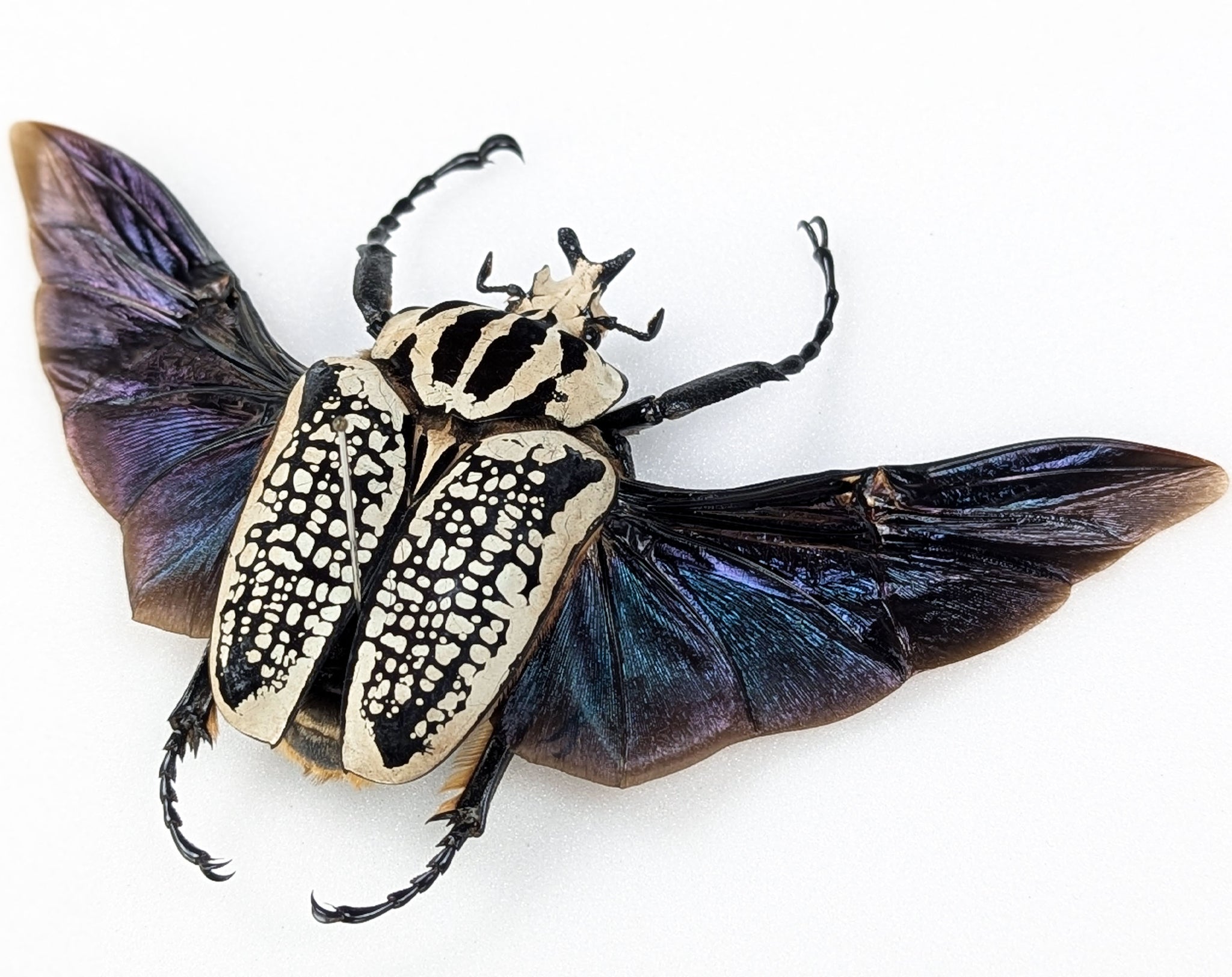 Goliathus orientalis ♂ | echter gerahmter Käfer in Flugpose