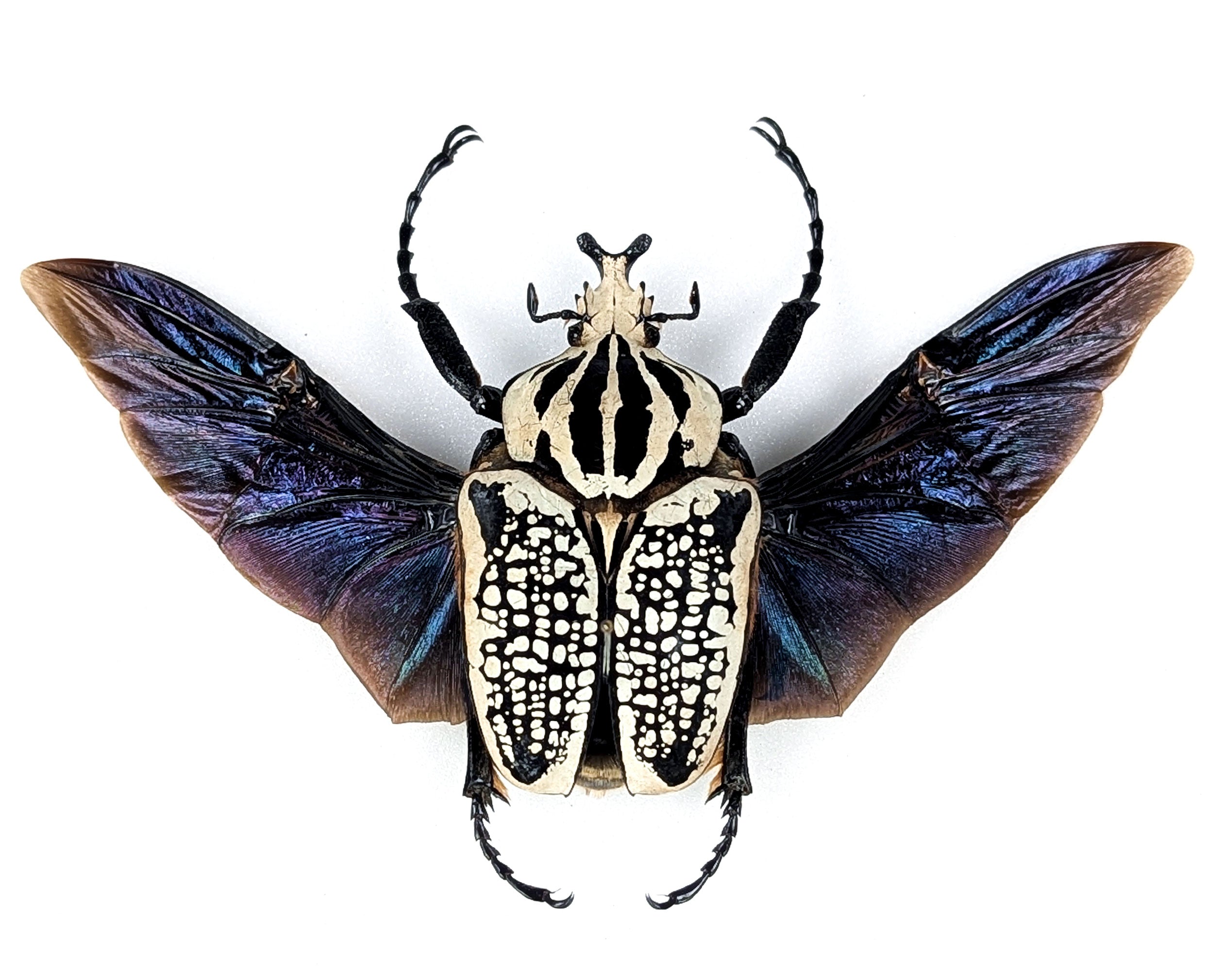 Goliathus orientalis ♂ | echter gerahmter Käfer in Flugpose