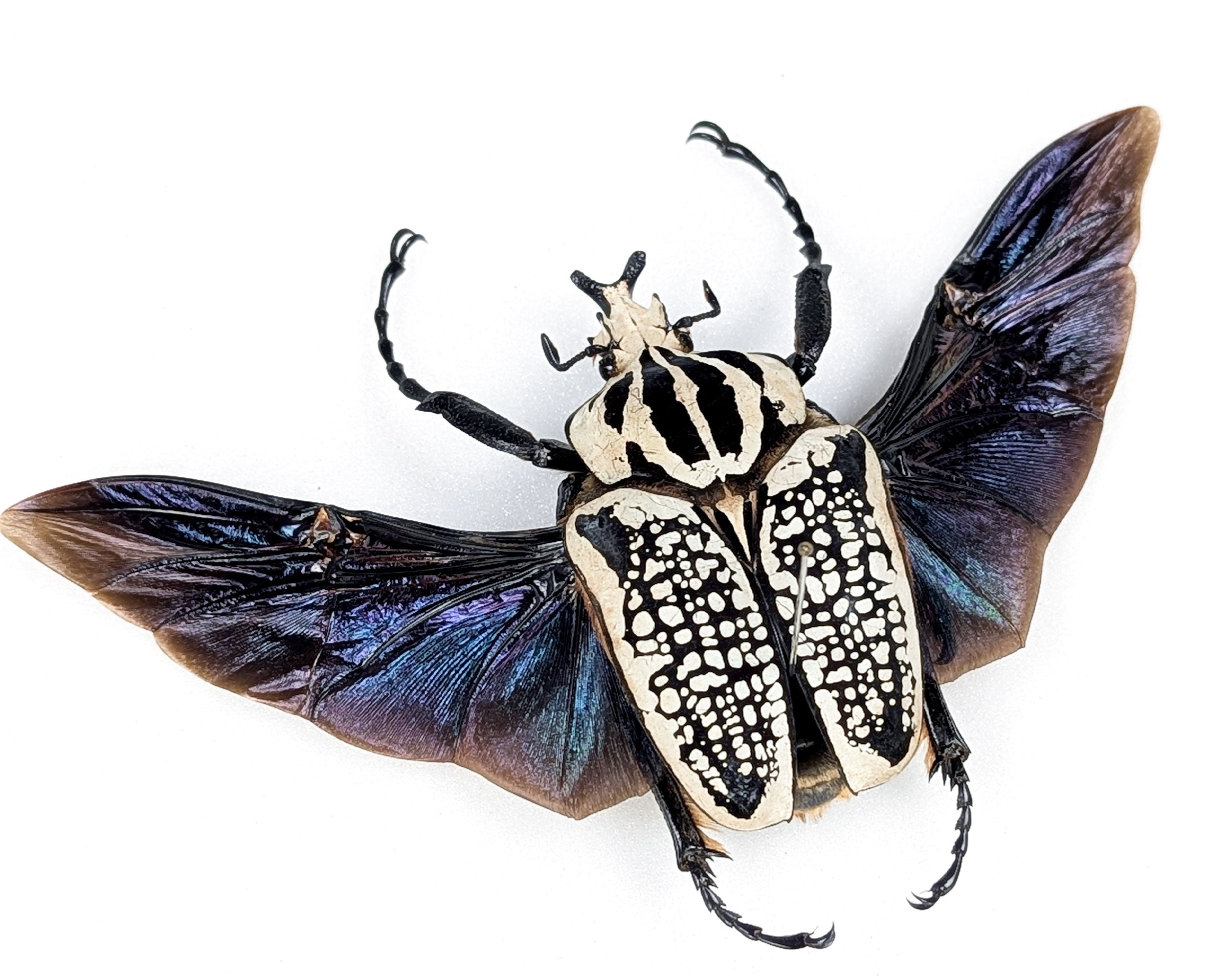 Goliathus orientalis ♂ | echter gerahmter Käfer in Flugpose