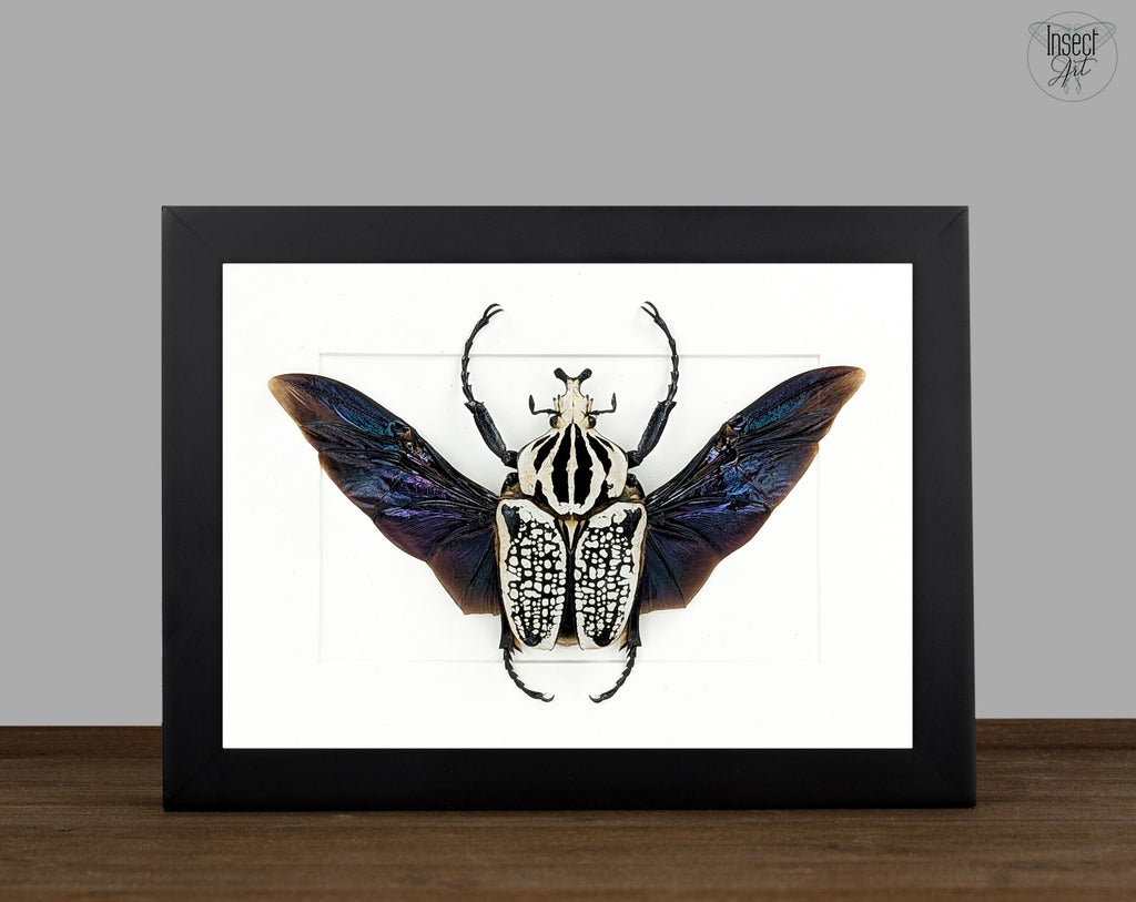 Goliathus orientalis ♂ | real framed beetle in flight pose