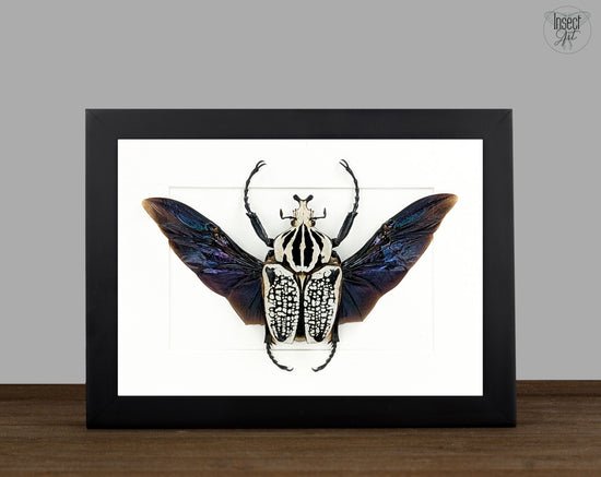Goliathus orientalis ♂ | real framed beetle in flight pose