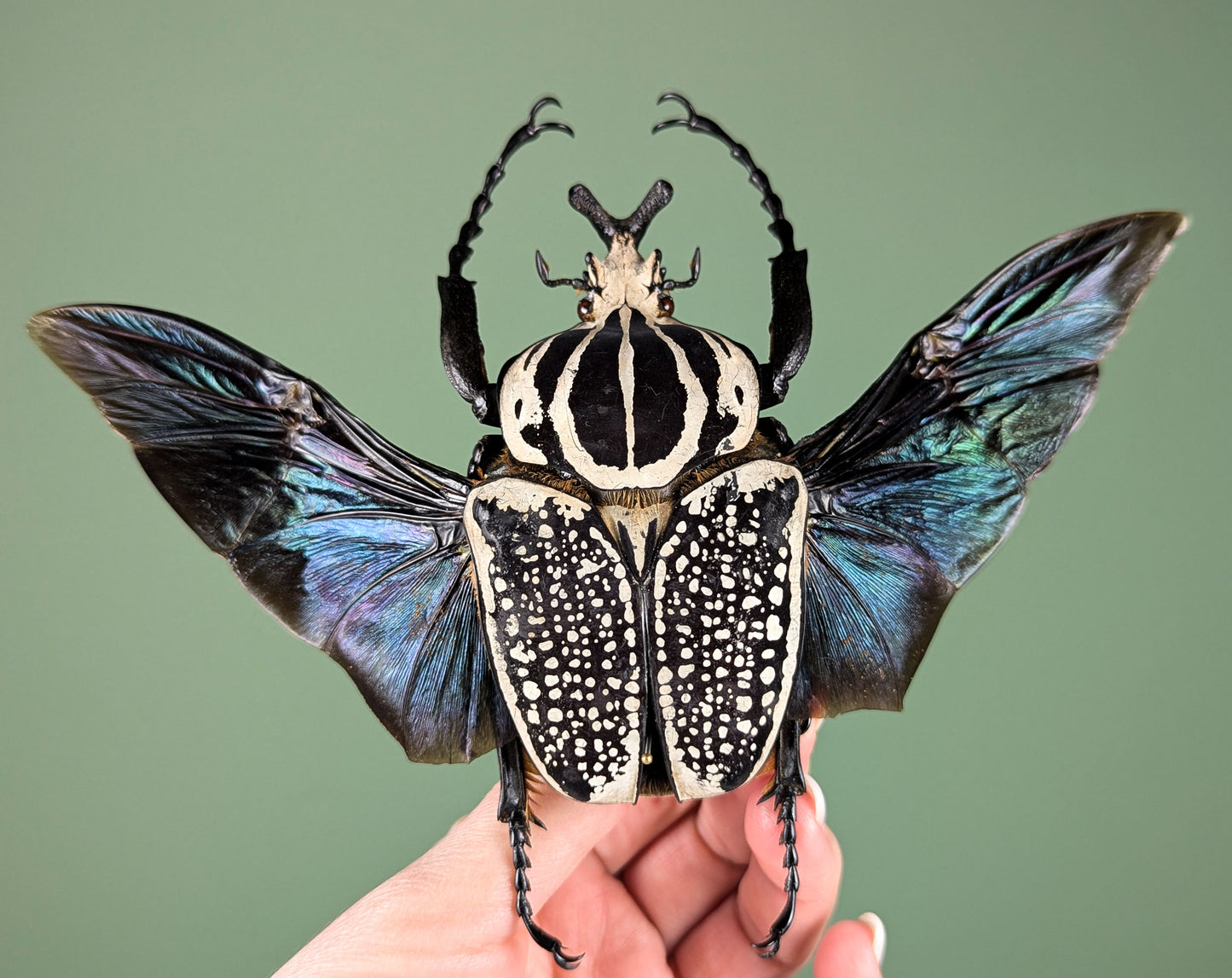 Real Framed XL Goliath Beetle | Goliathus orientalis Frame – InsectArt