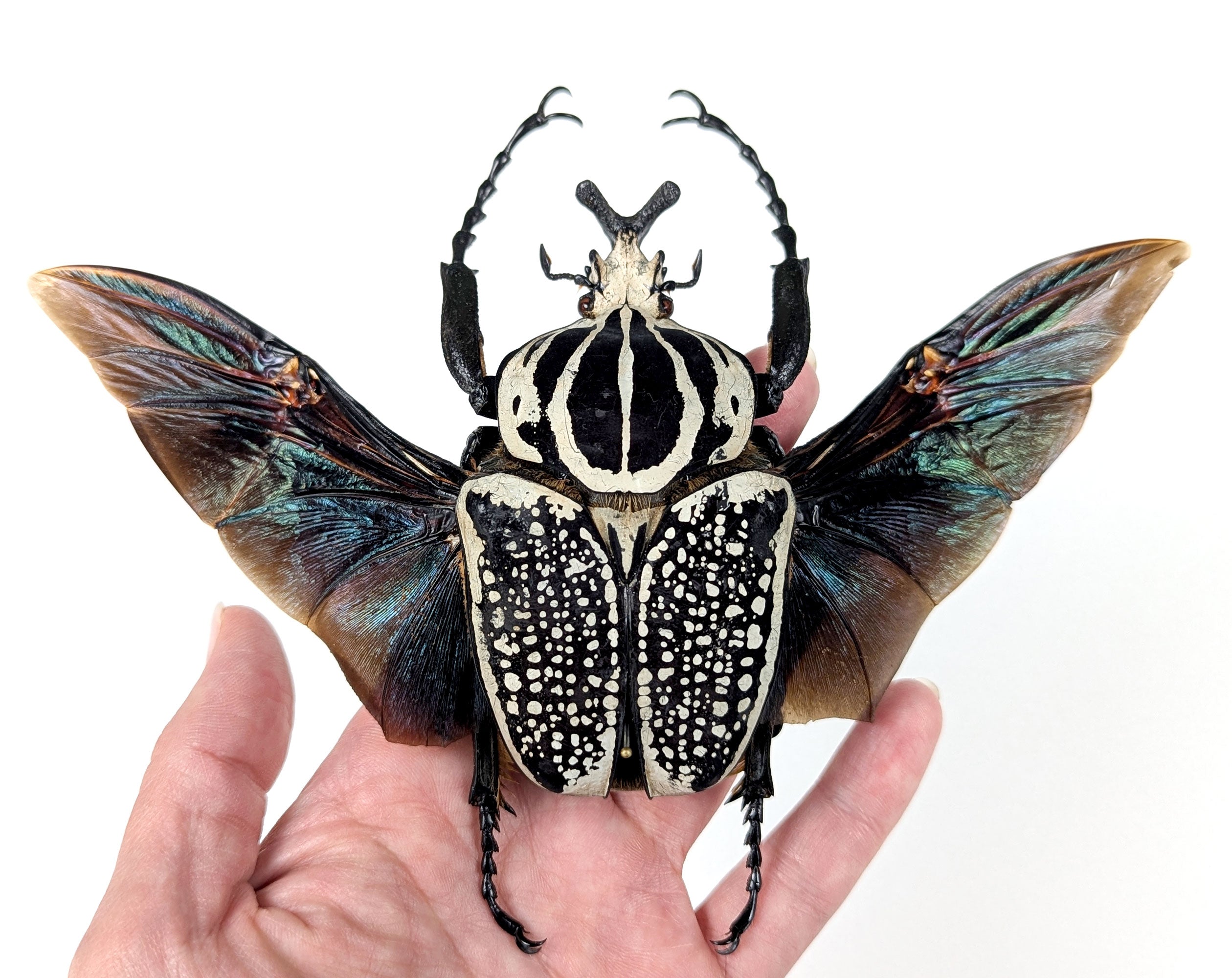 XL Goliathus orientalis ♂ | echter gerahmter Käfer in Flugpose