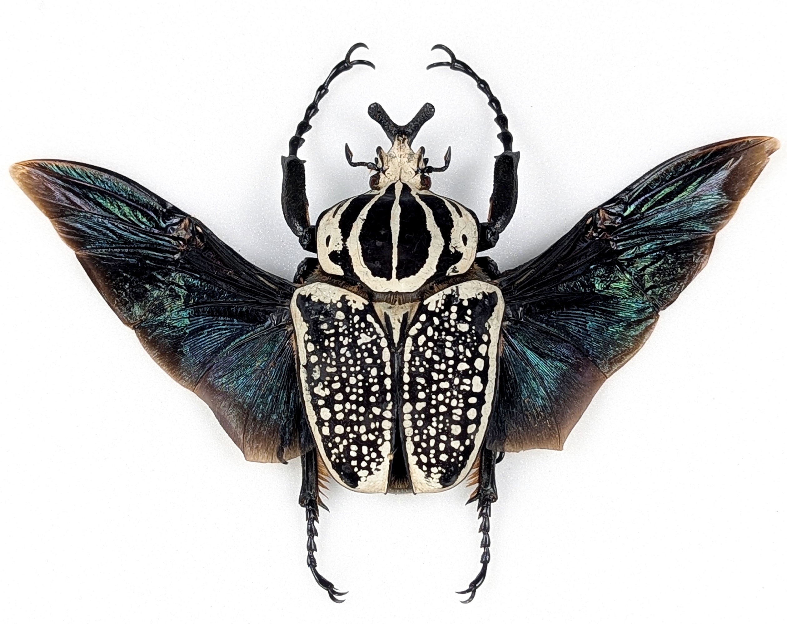 XL Goliathus orientalis ♂ | echter gerahmter Käfer in Flugpose