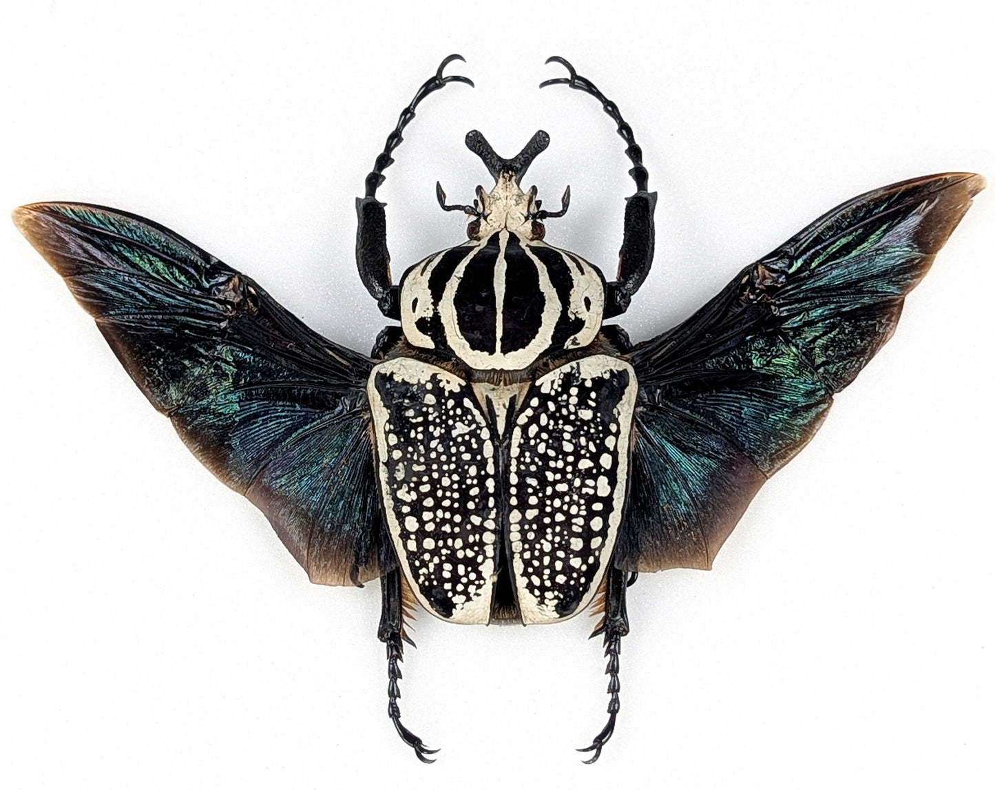 Real Framed XL Goliath Beetle | Goliathus orientalis Frame – InsectArt