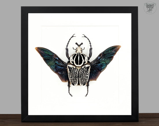Real Framed XL Goliath Beetle | Goliathus orientalis Frame – InsectArt