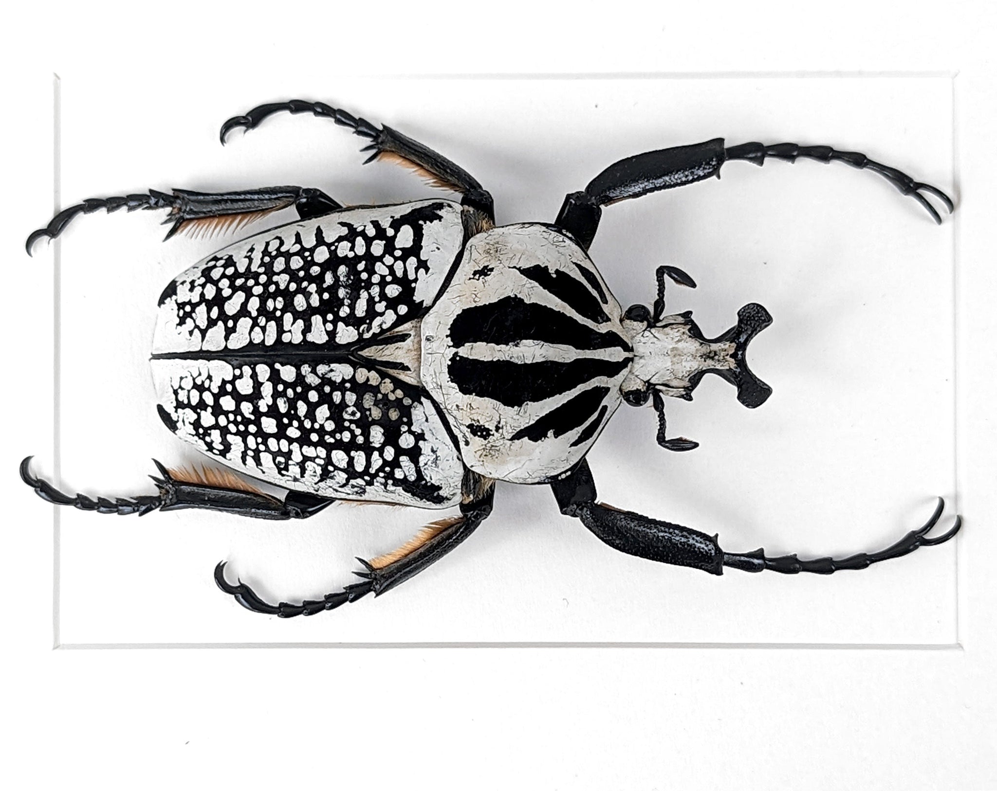 Goliathus orientalis ♂  Käfer InsectArt