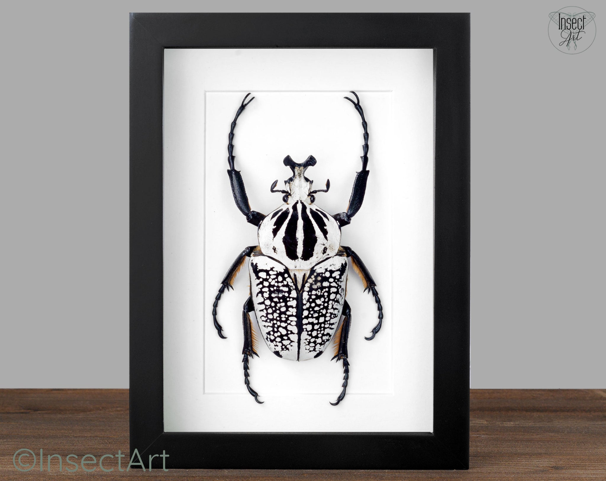Goliathus orientalis ♂  Käfer InsectArt