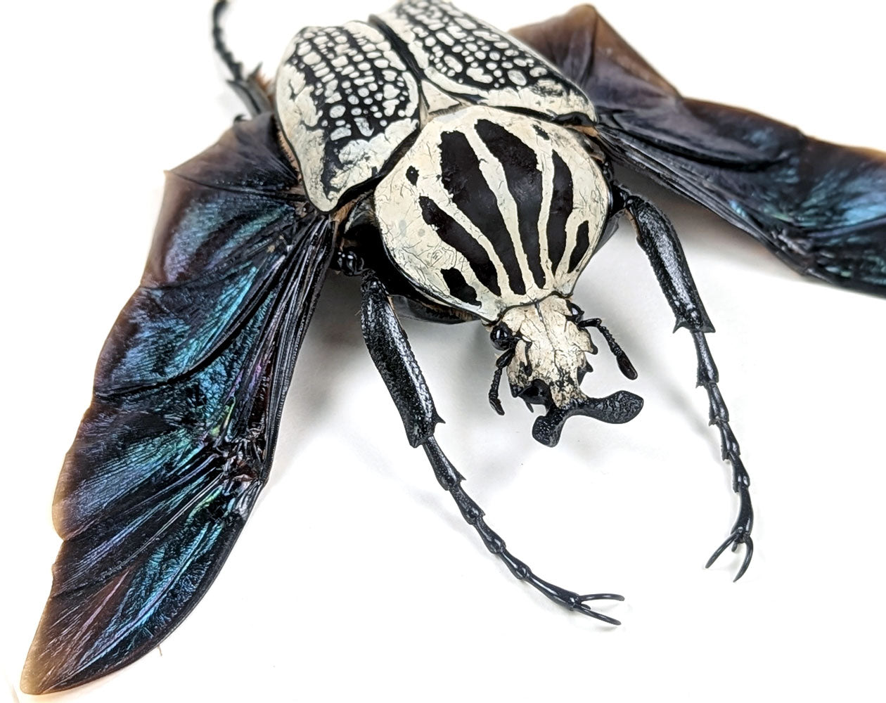 XL Goliathus orientalis ♂ | echter gerahmter Käfer in Flugpose