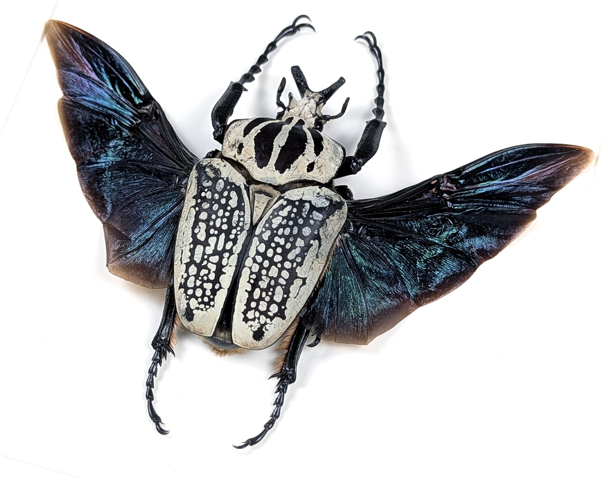 XL Goliathus orientalis ♂ | echter gerahmter Käfer in Flugpose