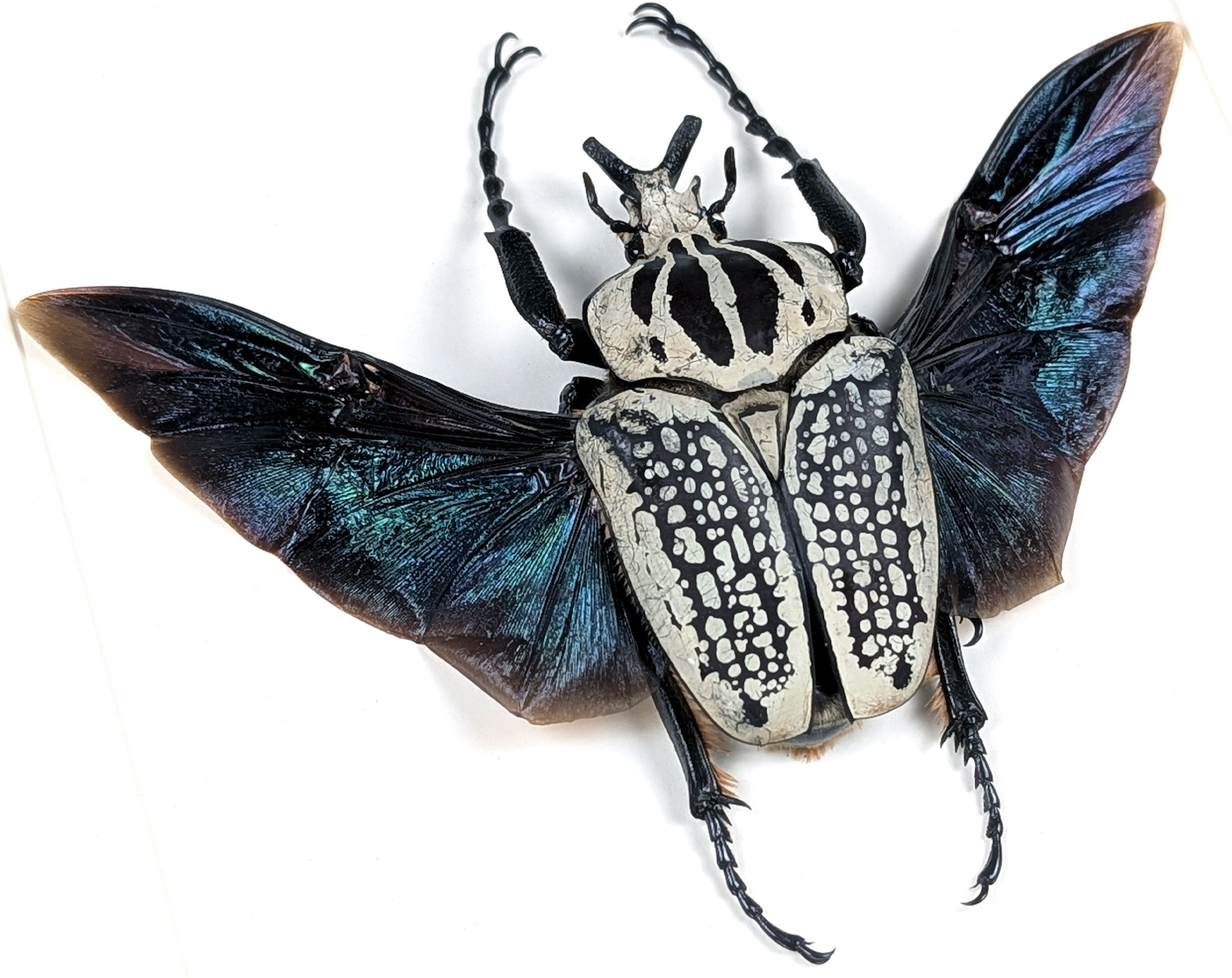 XL Goliathus orientalis ♂ | echter gerahmter Käfer in Flugpose
