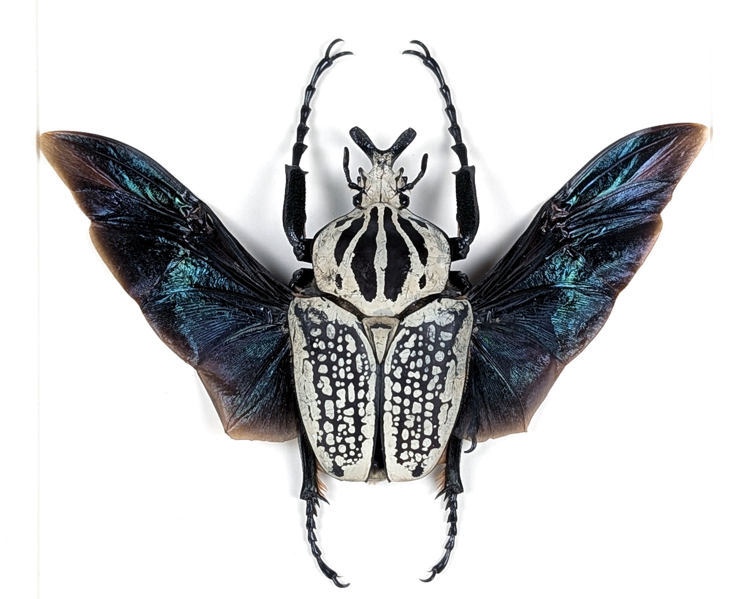 XL Goliathus orientalis ♂ | echter gerahmter Käfer in Flugpose