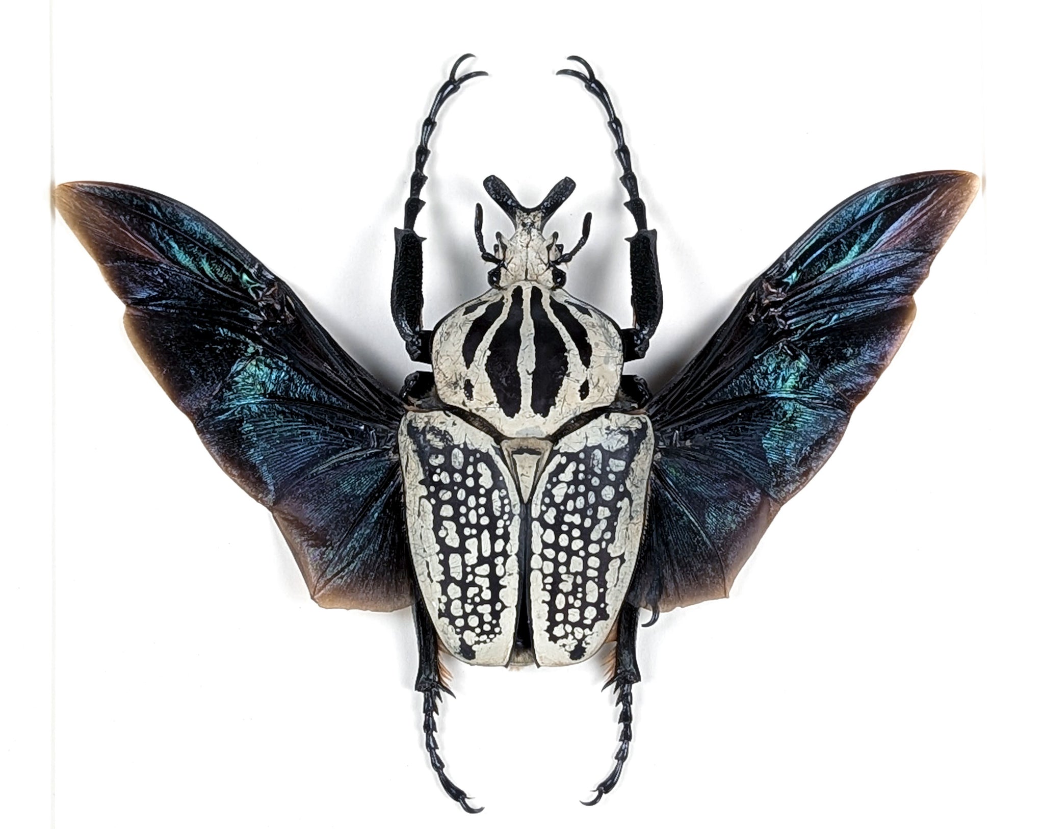XL Goliathus orientalis ♂ | echter gerahmter Käfer in Flugpose
