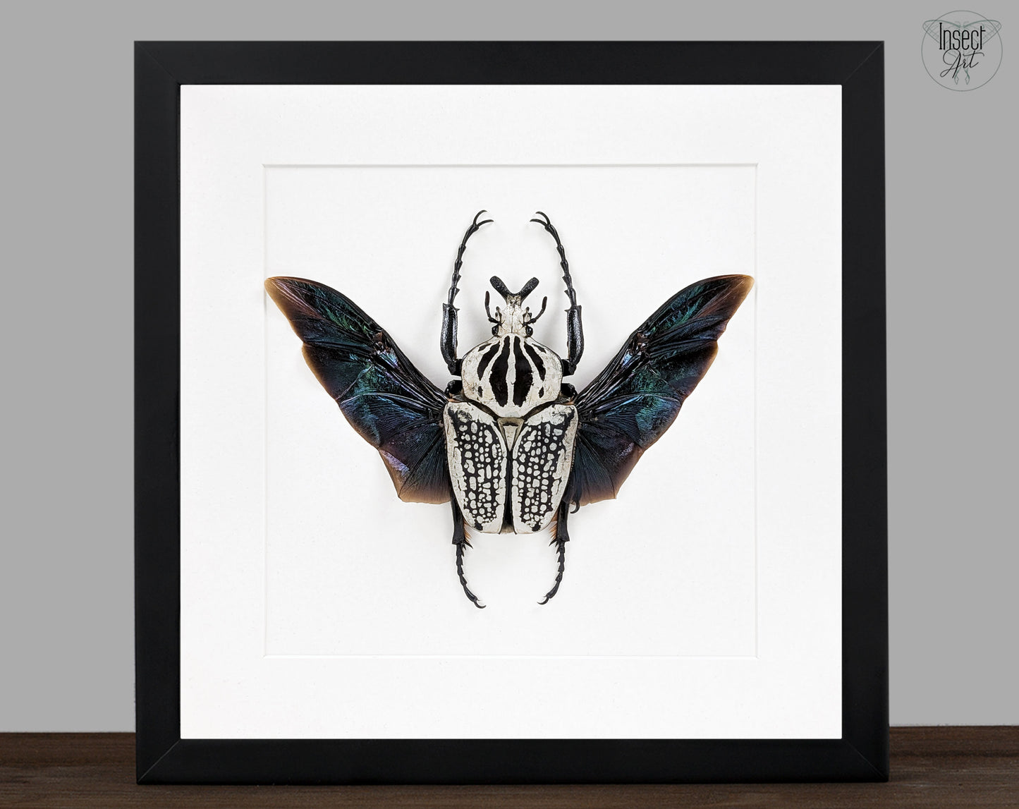 XL Goliathus orientalis ♂ | Real Framed Beetle in Flight Pose