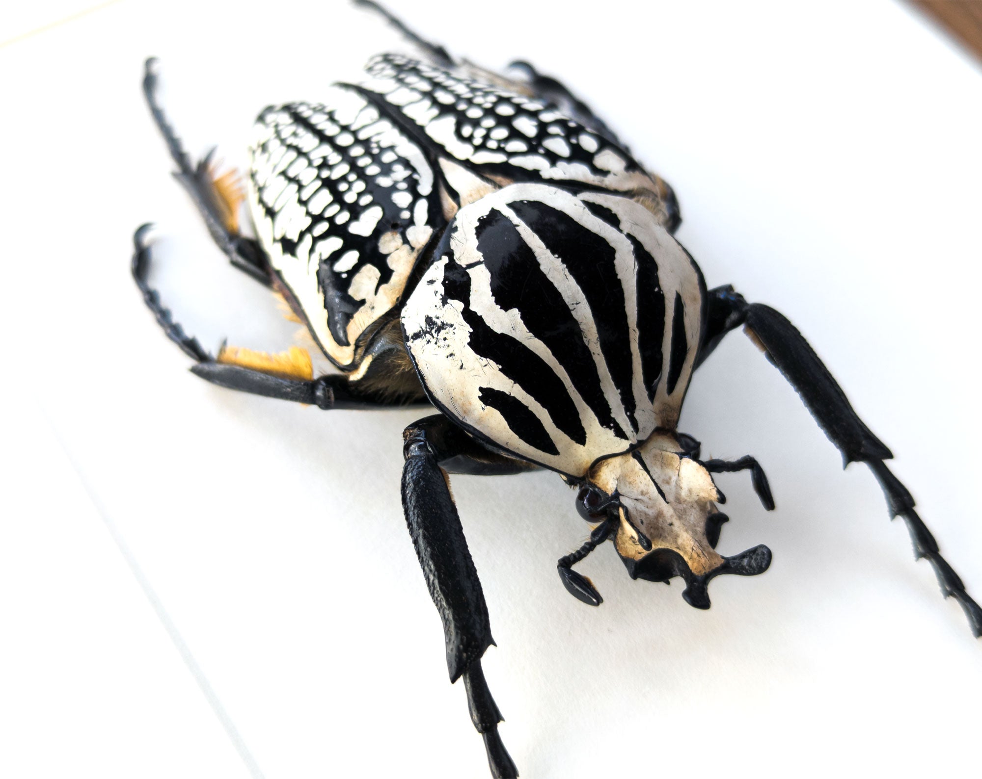 Goliathus orientalis ♂  Käfer InsectArt