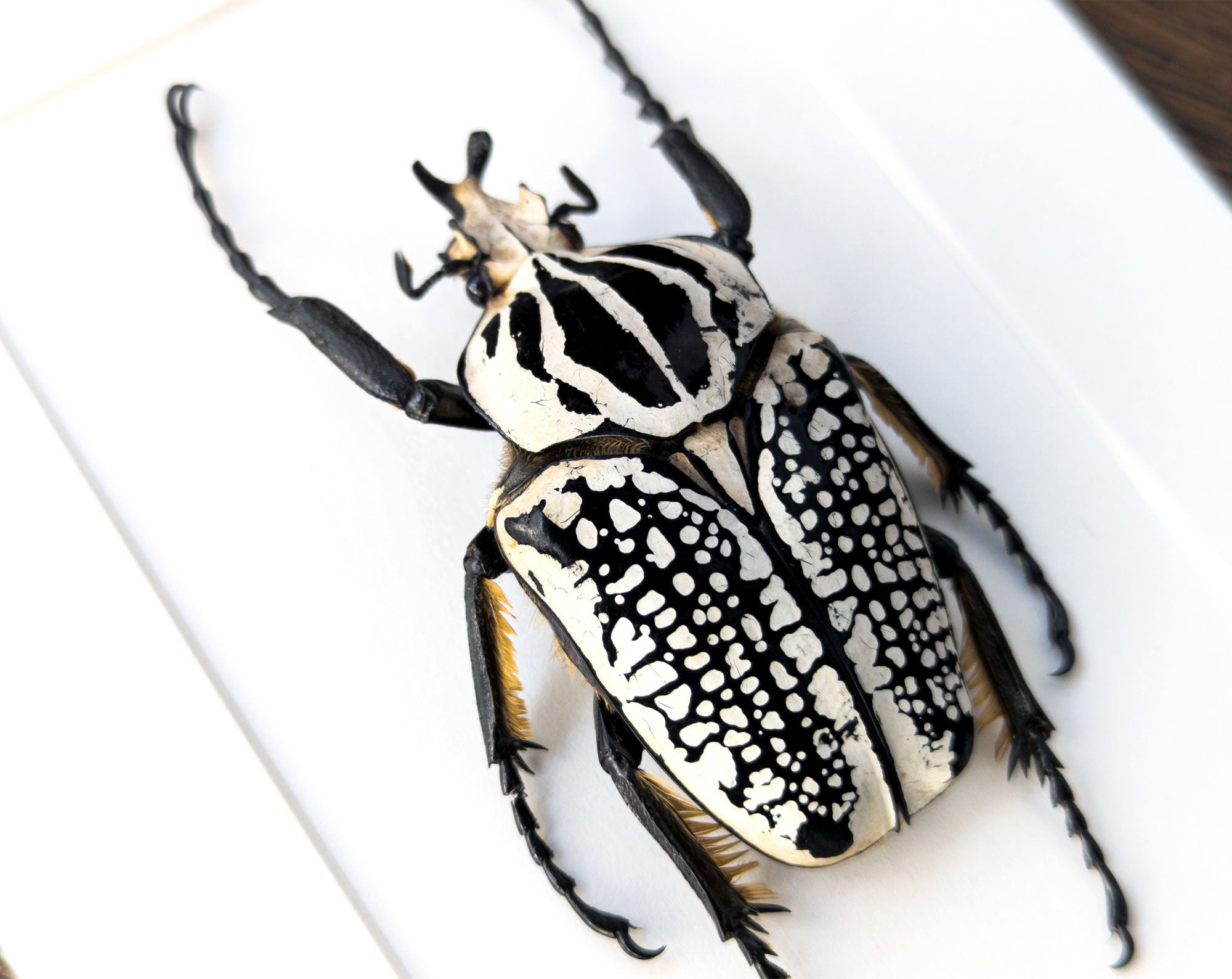 Goliathus orientalis ♂  Käfer InsectArt