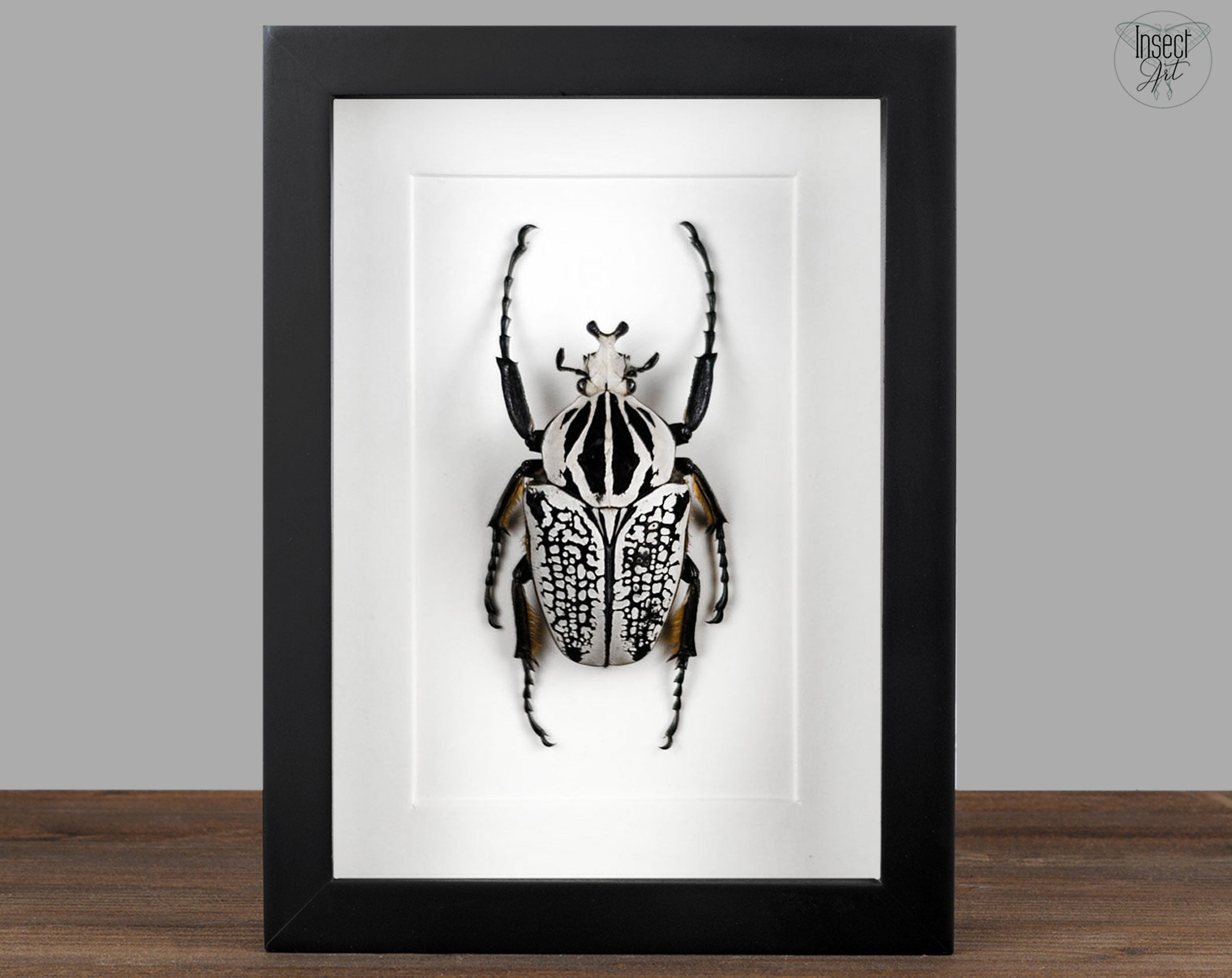 Goliathus orientalis ♂  Käfer InsectArt